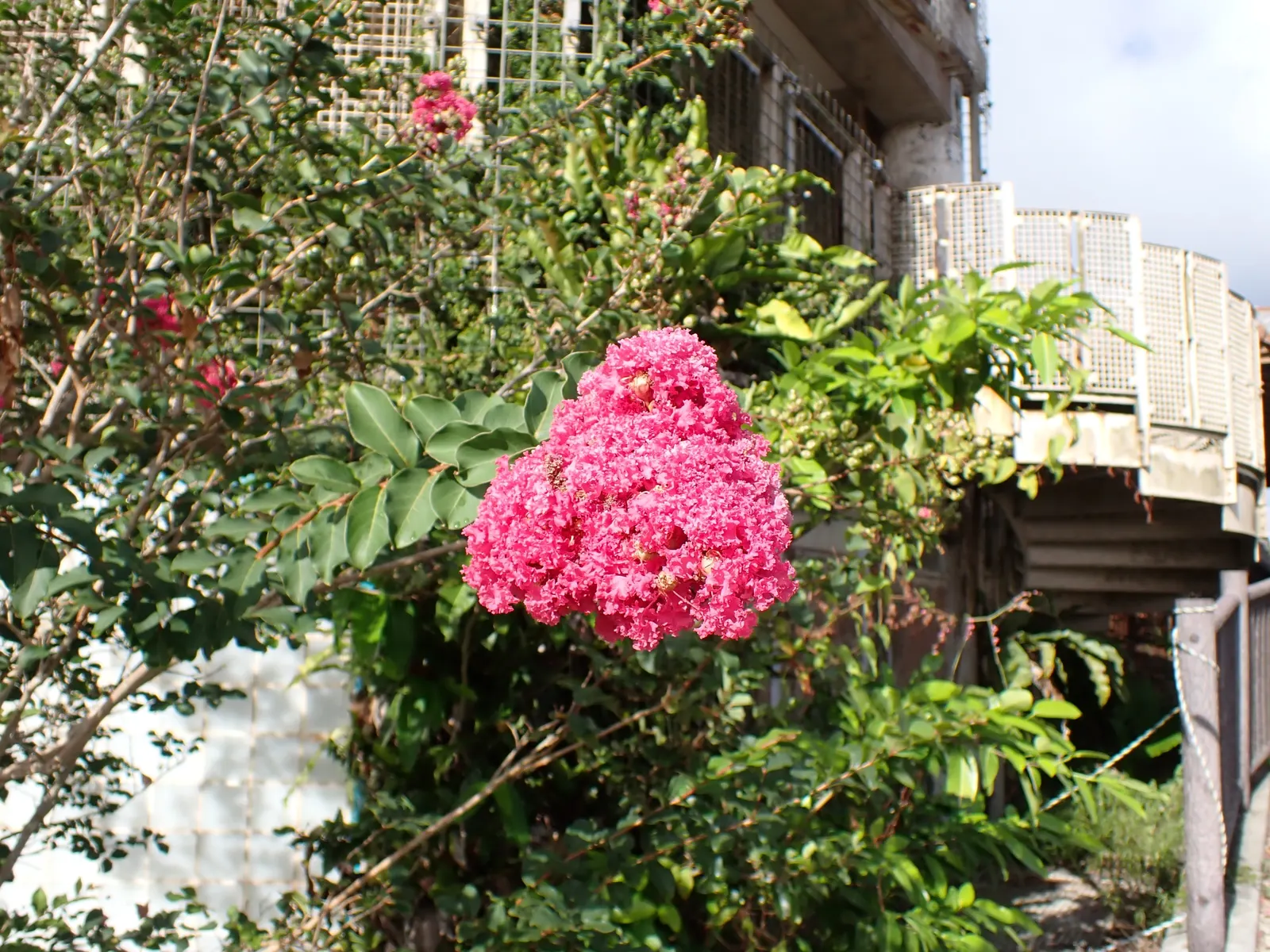 Crape Myrtle (Lagerstroemia Indica) — with mature specimens averaging between 15 to 25 feet in height and 6 to 15 feet in width, image 160