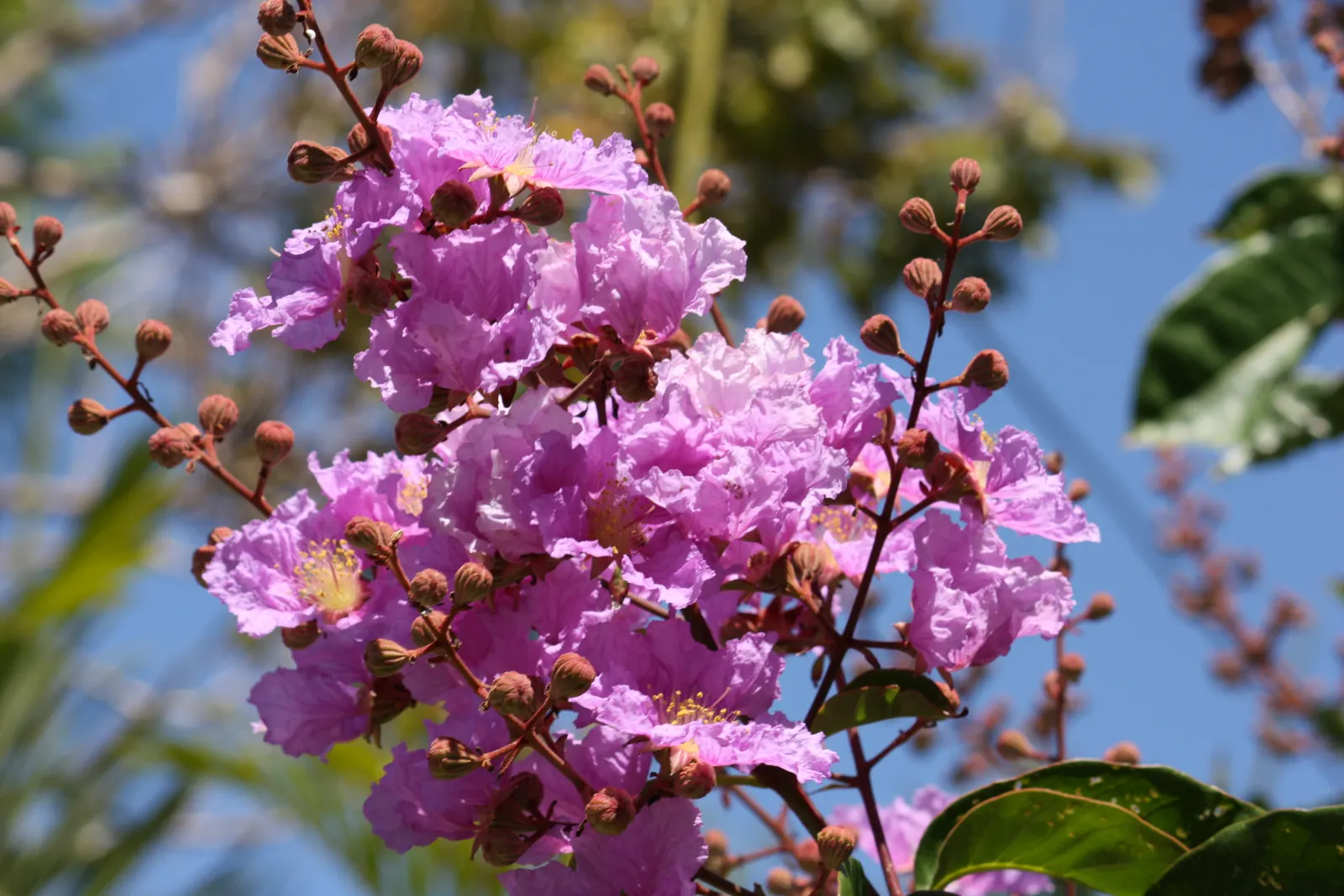 Crape Myrtle (Lagerstroemia Indica) — Hardiness is another virtue of the Crape Myrtle; the blossoms typically emerge from late spring until autumn, image 81