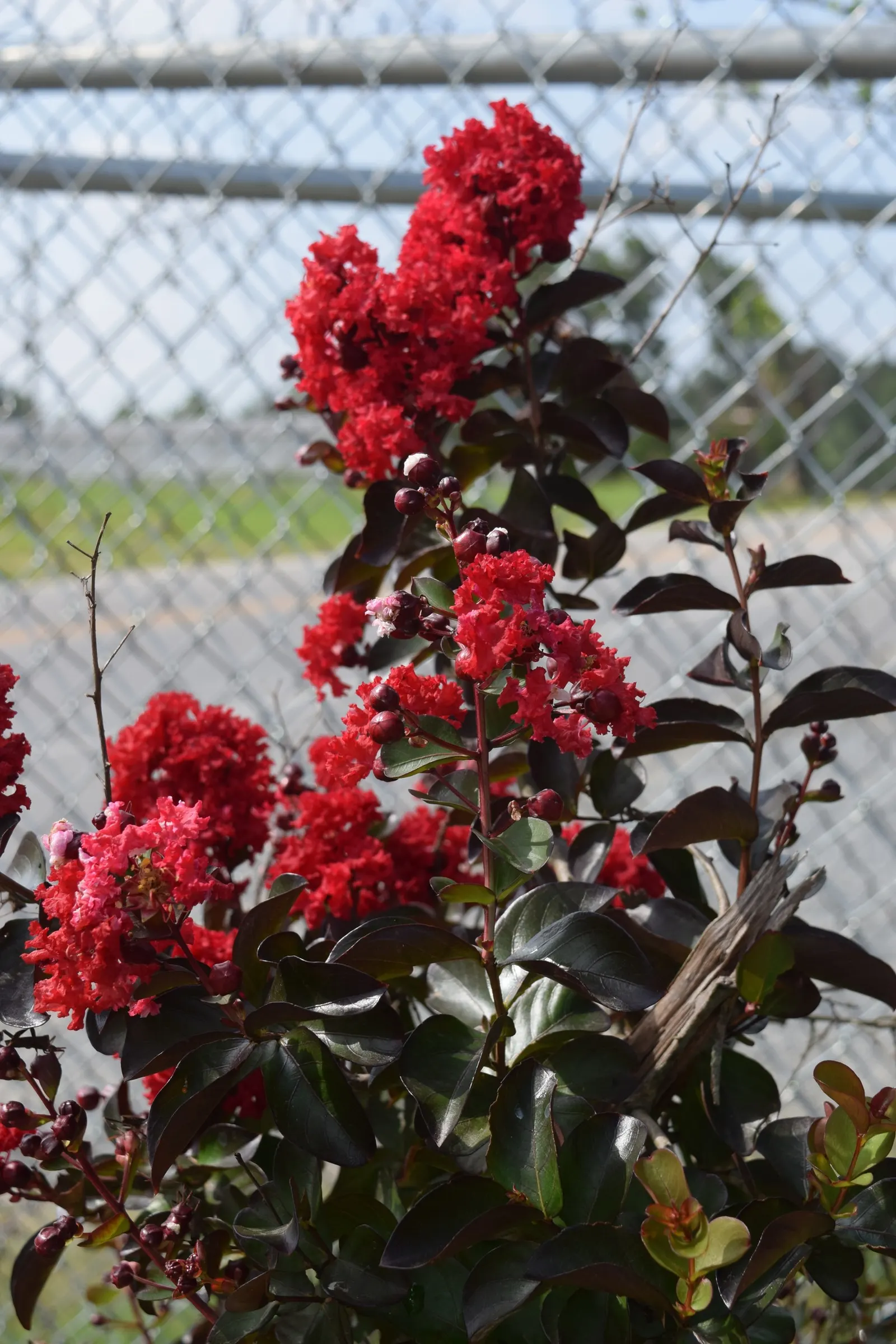 Crape Myrtle (Lagerstroemia Indica) — This deciduous shrub or small tree is renowned for its extensive blooming period and striking flower, image 127