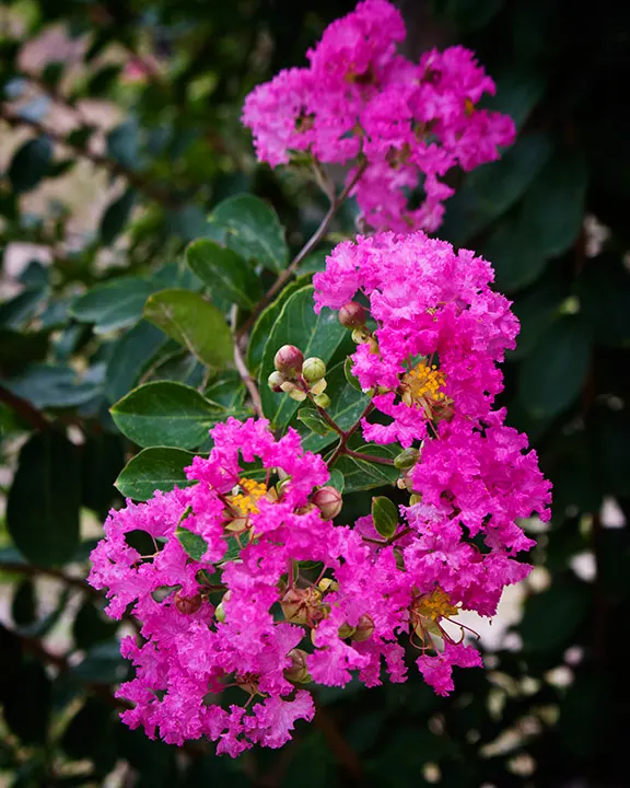 Crape Myrtle (Lagerstroemia Indica) — scientifically known as Lagerstroemia indica; grown for its extended summer bloom, image 125