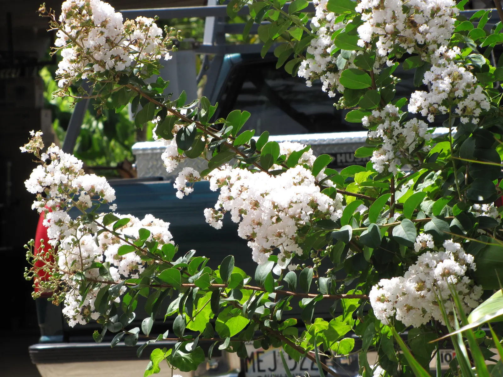 Crape Myrtle (Lagerstroemia Indica) — Mature specimens reach 15-25 feet in height and spread 6-15 feet; it features clusters of vibrant flowers, image 121