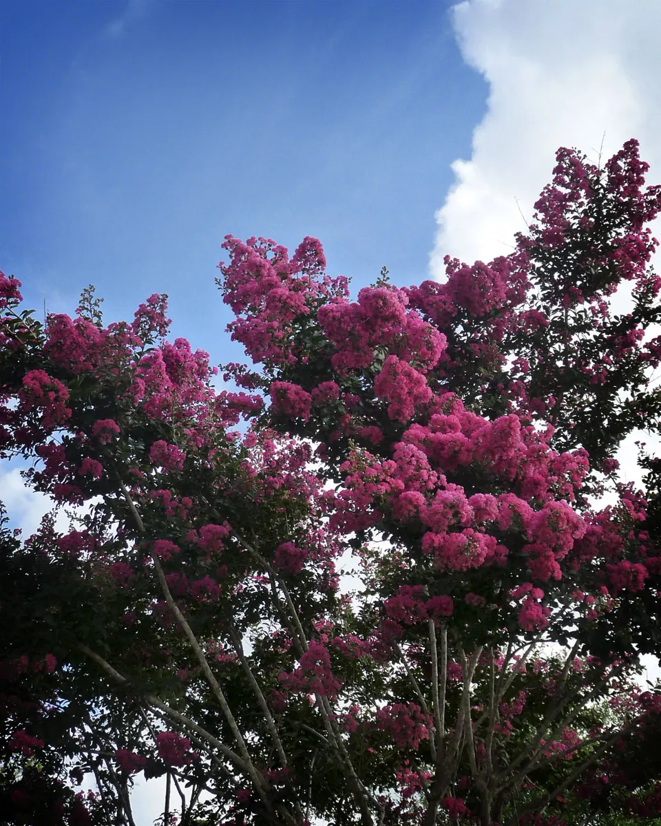 Crape Myrtle (Lagerstroemia Indica) — adding additional visual interest; prefers full sun and well-drained soil, image 76