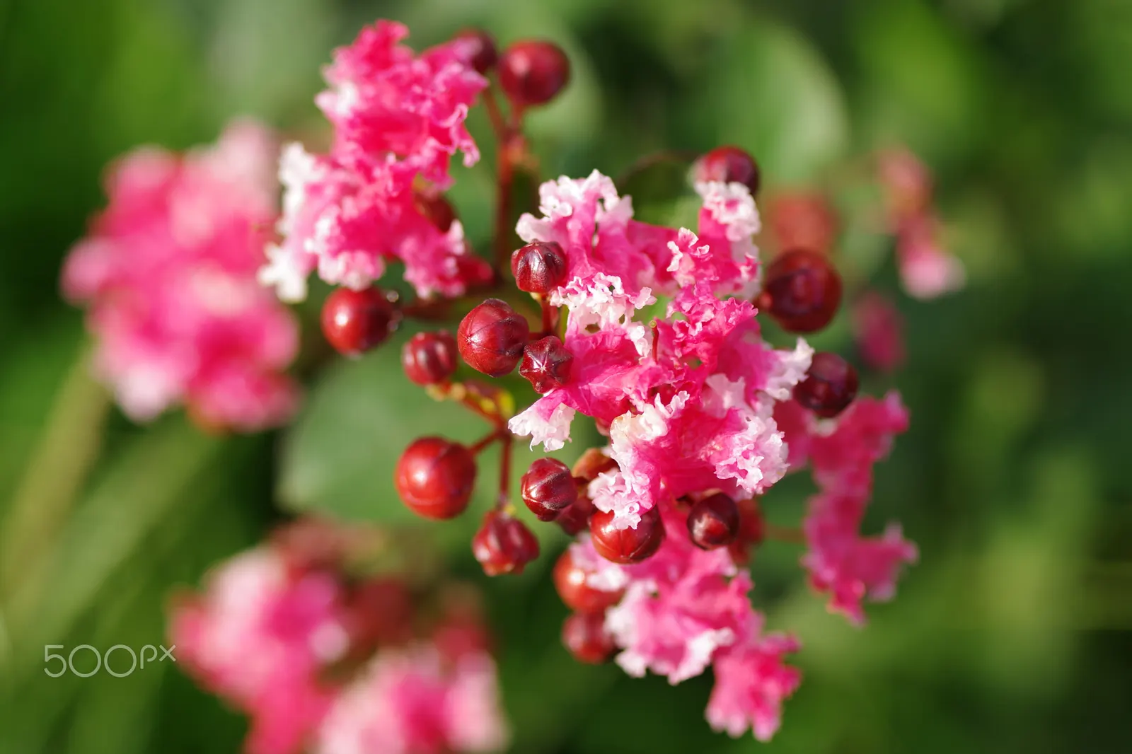 Crape Myrtle (Lagerstroemia Indica) — making them versatile for both smaller gardens and larger landscapes; and they thrive in well-draining soil, image 74