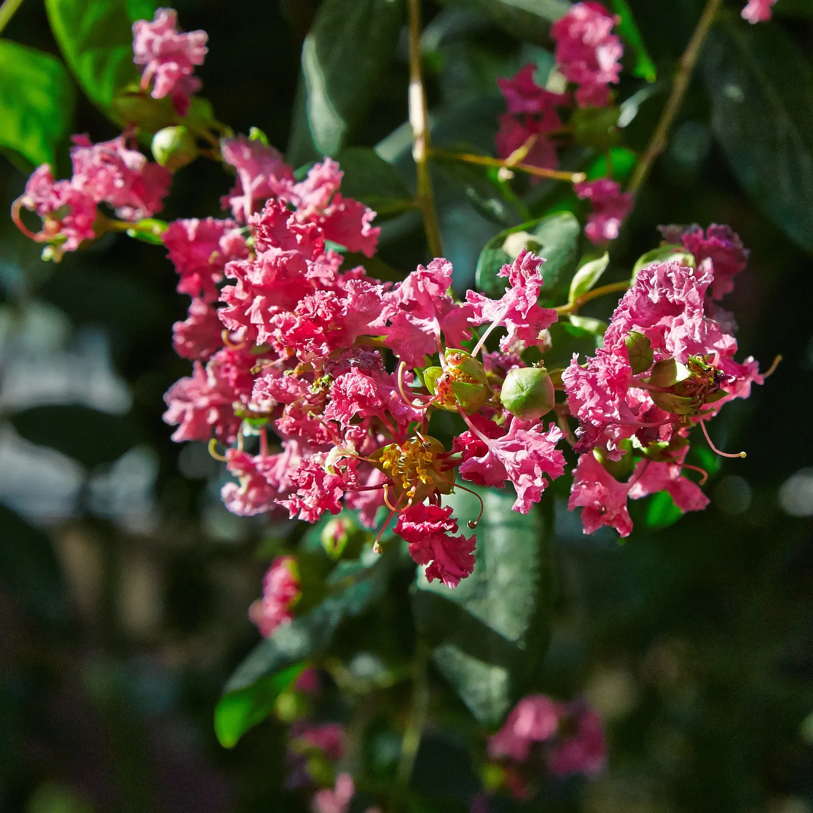 Crape Myrtle (Lagerstroemia Indica) — with mature specimens averaging between 15 to 25 feet in height and 6 to 15 feet in width, image 131