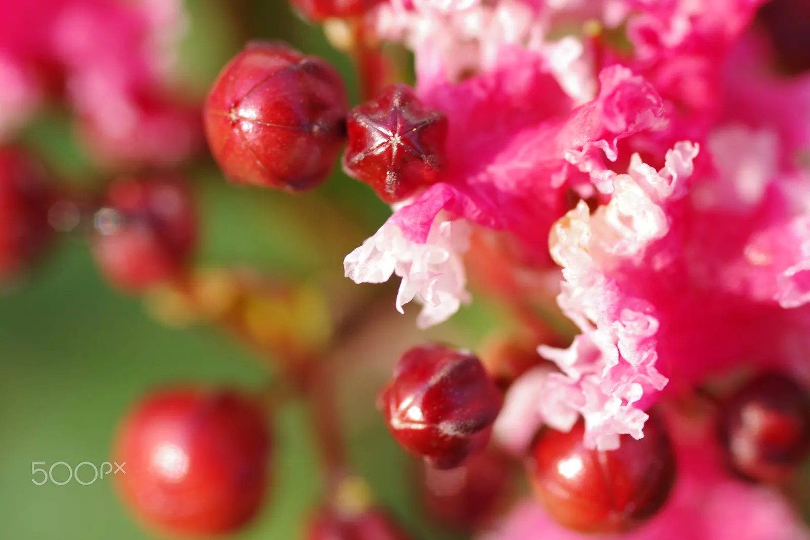 Crape Myrtle (Lagerstroemia Indica) — scientifically known as Lagerstroemia indica; grown for its extended summer bloom, image 154