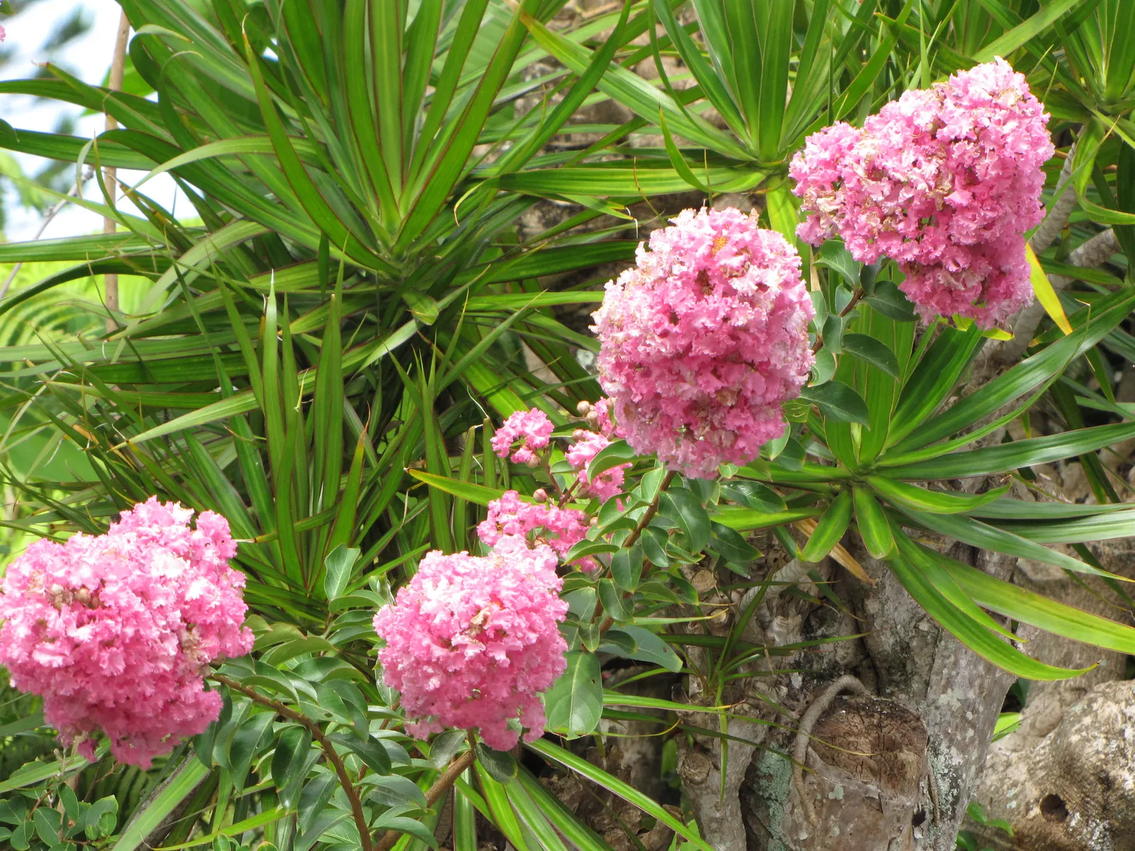 Crape Myrtle (Lagerstroemia Indica) — The Crape Myrtle (Lagerstroemia indica) is a versatile, flowering shrub/small tree, thriving in USDA zones, image 117