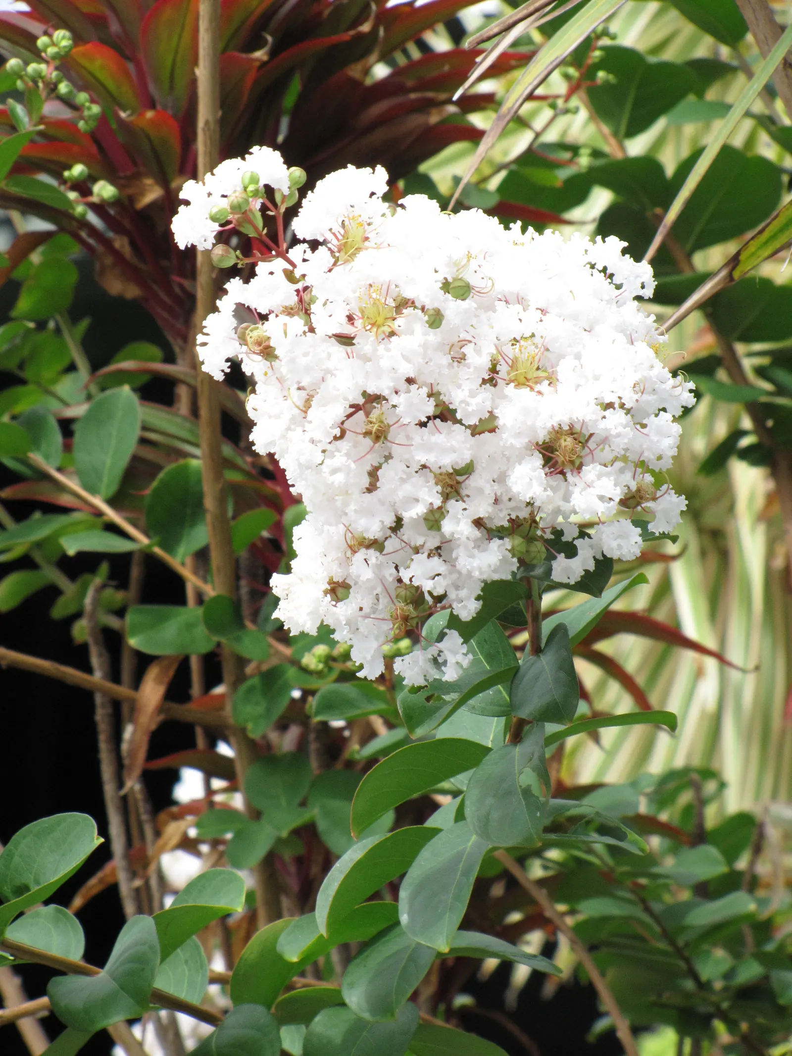 Crape Myrtle (Lagerstroemia Indica) — Grown for its extended summer bloom; this deciduous shrub or small tree is renowned for its extensive, image 118