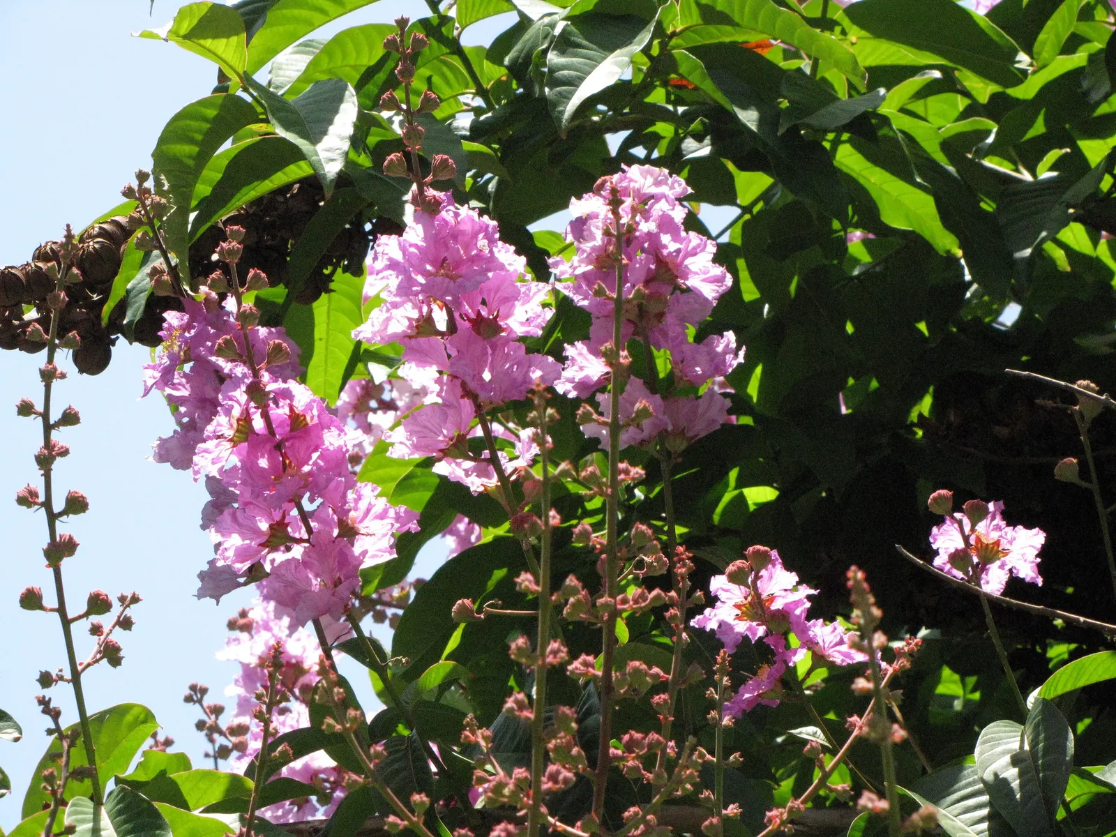 Crape Myrtle (Lagerstroemia Indica) — with shades ranging from pink to red; crape Myrtles are relatively low maintenance and have minimal pest and, image 62