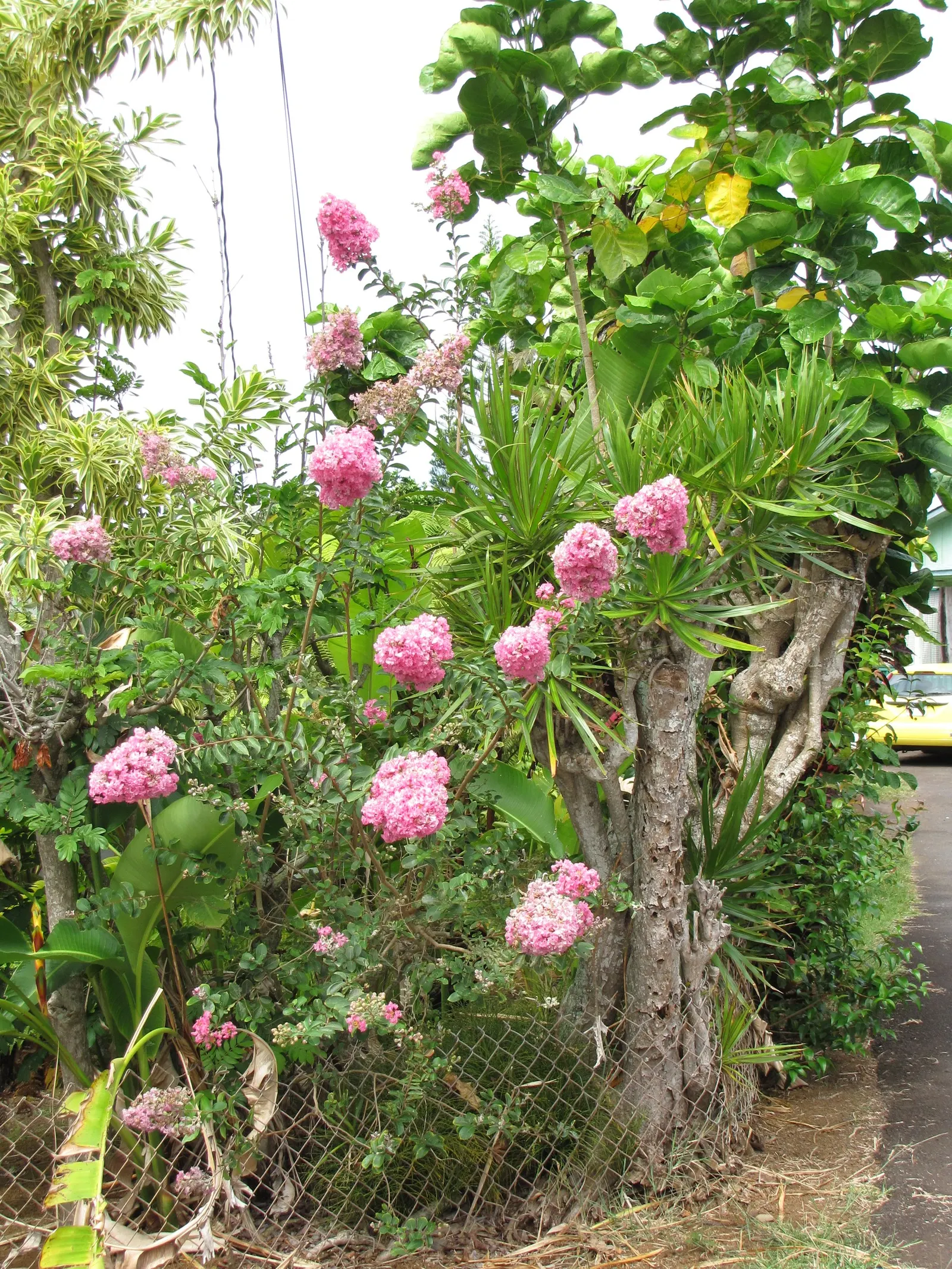 Crape Myrtle (Lagerstroemia Indica) — shrub / tree with pink and red blooms; particularly in the winter months.<br><br>For optimal growth, image 115