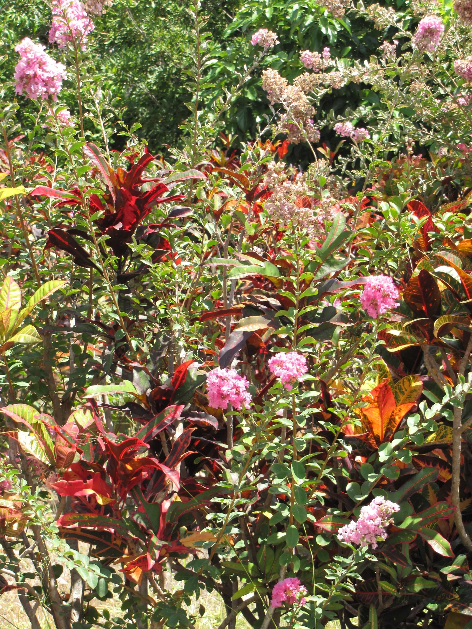 Crape Myrtle (Lagerstroemia Indica) — Drought tolerant once established and requires minimal maintenance