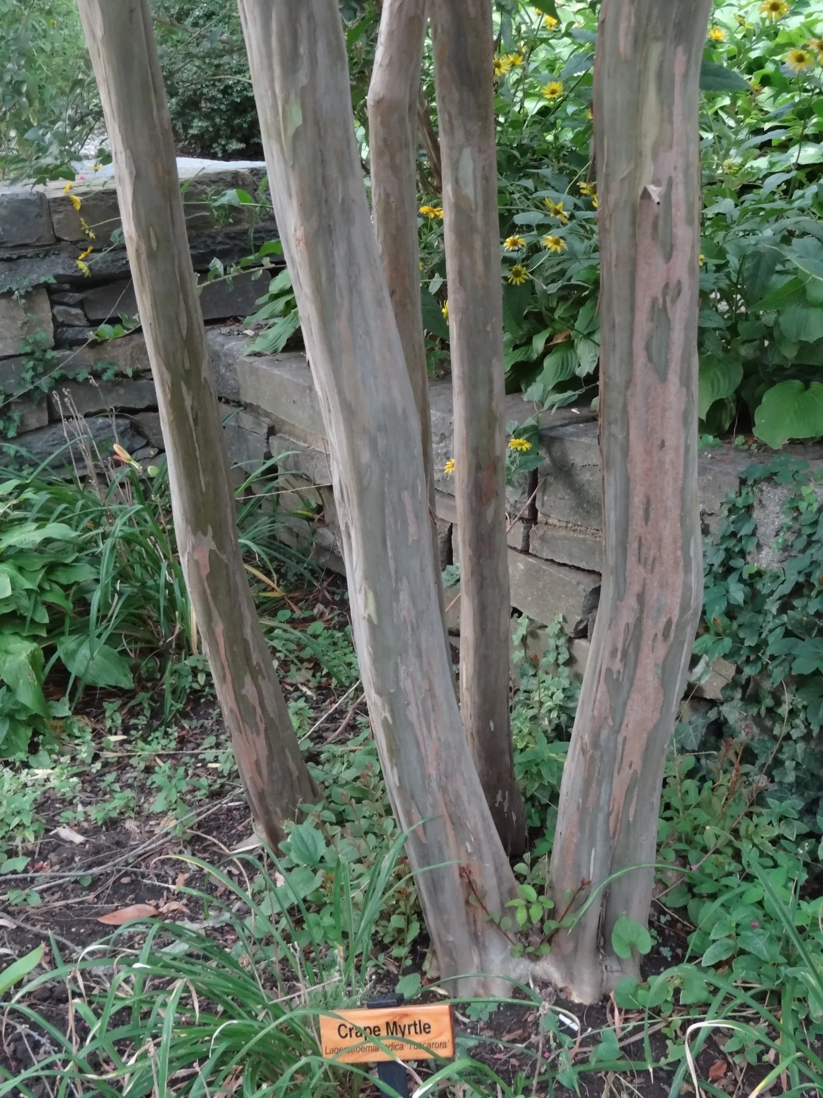 Crape Myrtle (Lagerstroemia Indica) — and they thrive in well-draining soil with a pH that is slightly acidic to neutral; exfoliating bark and, image 80