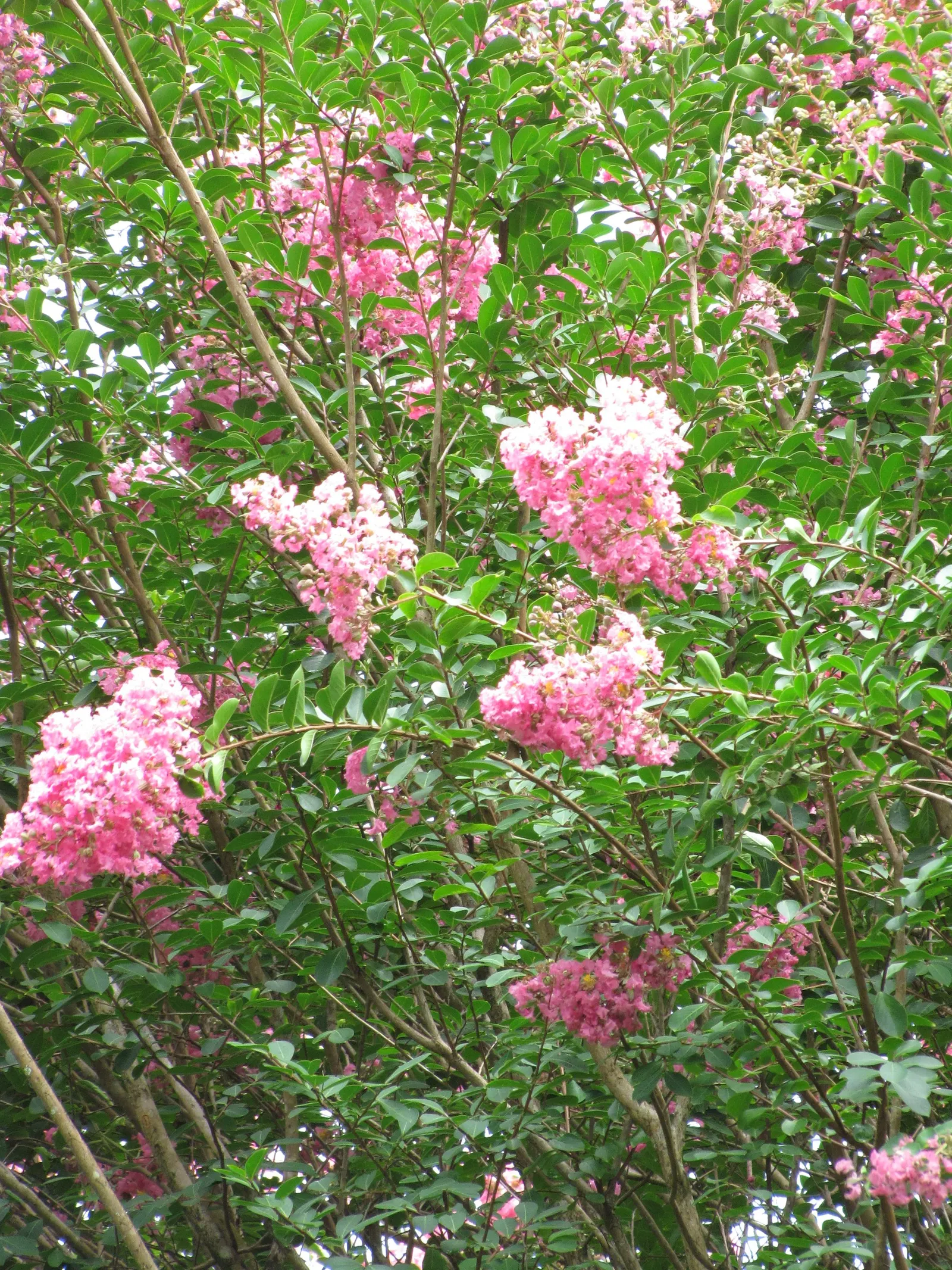 Crape Myrtle (Lagerstroemia Indica) — with shades ranging from pink to red; crape Myrtles are relatively low maintenance and have minimal pest and, image 120