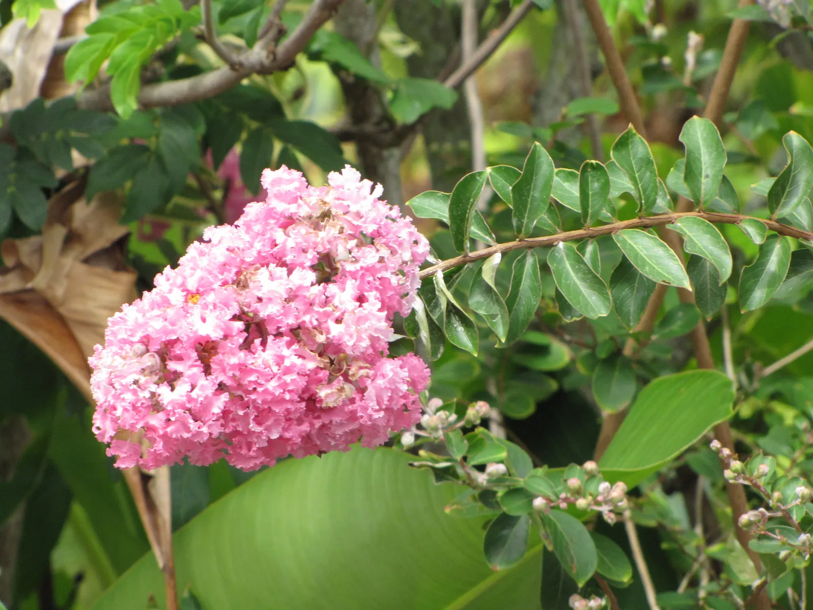 Crape Myrtle (Lagerstroemia Indica) — shrub / tree for full; making them an excellent low-fuss addition to any client's garden, image 116