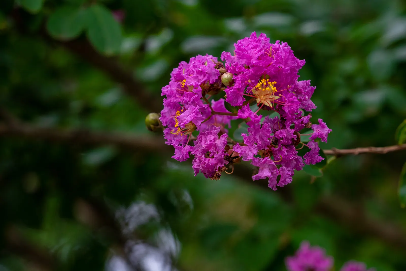 Crape Myrtle (Lagerstroemia Indica) — shrub / tree with pink and red blooms; particularly in the winter months.<br><br>For optimal growth, image 86
