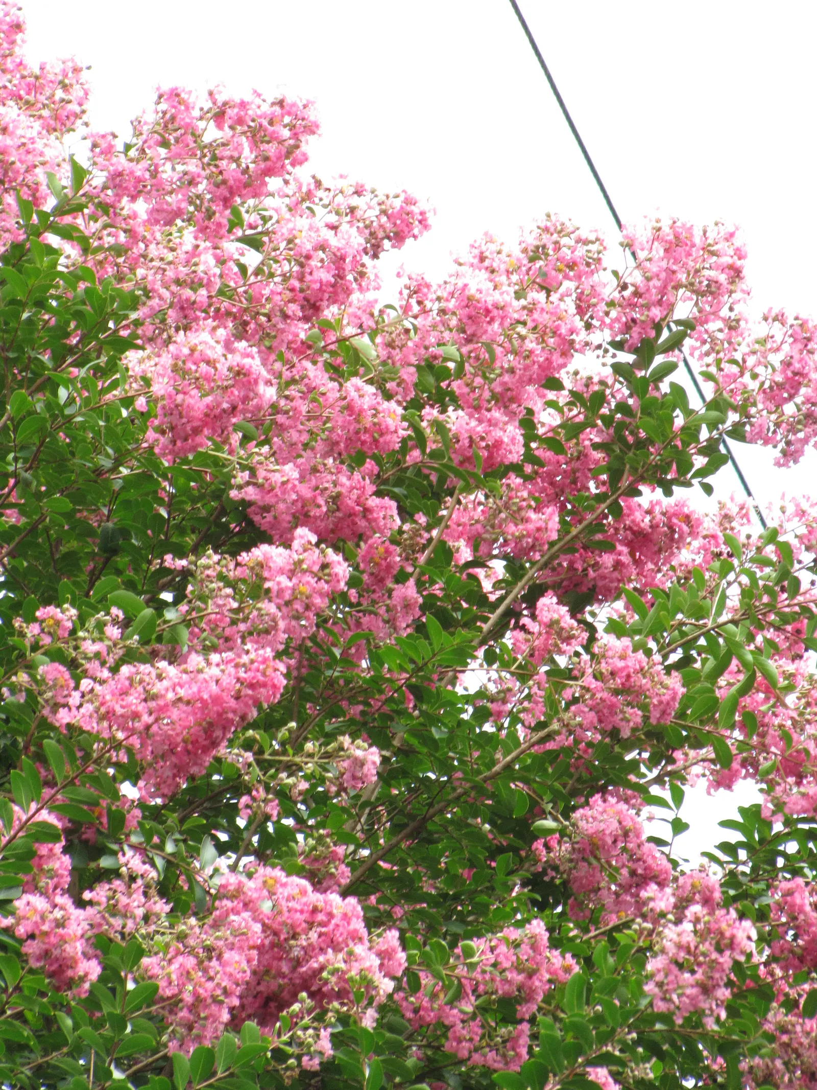 Crape Myrtle (Lagerstroemia Indica) — is a quintessential choice for adding vibrant color and architectural interest to landscape designs