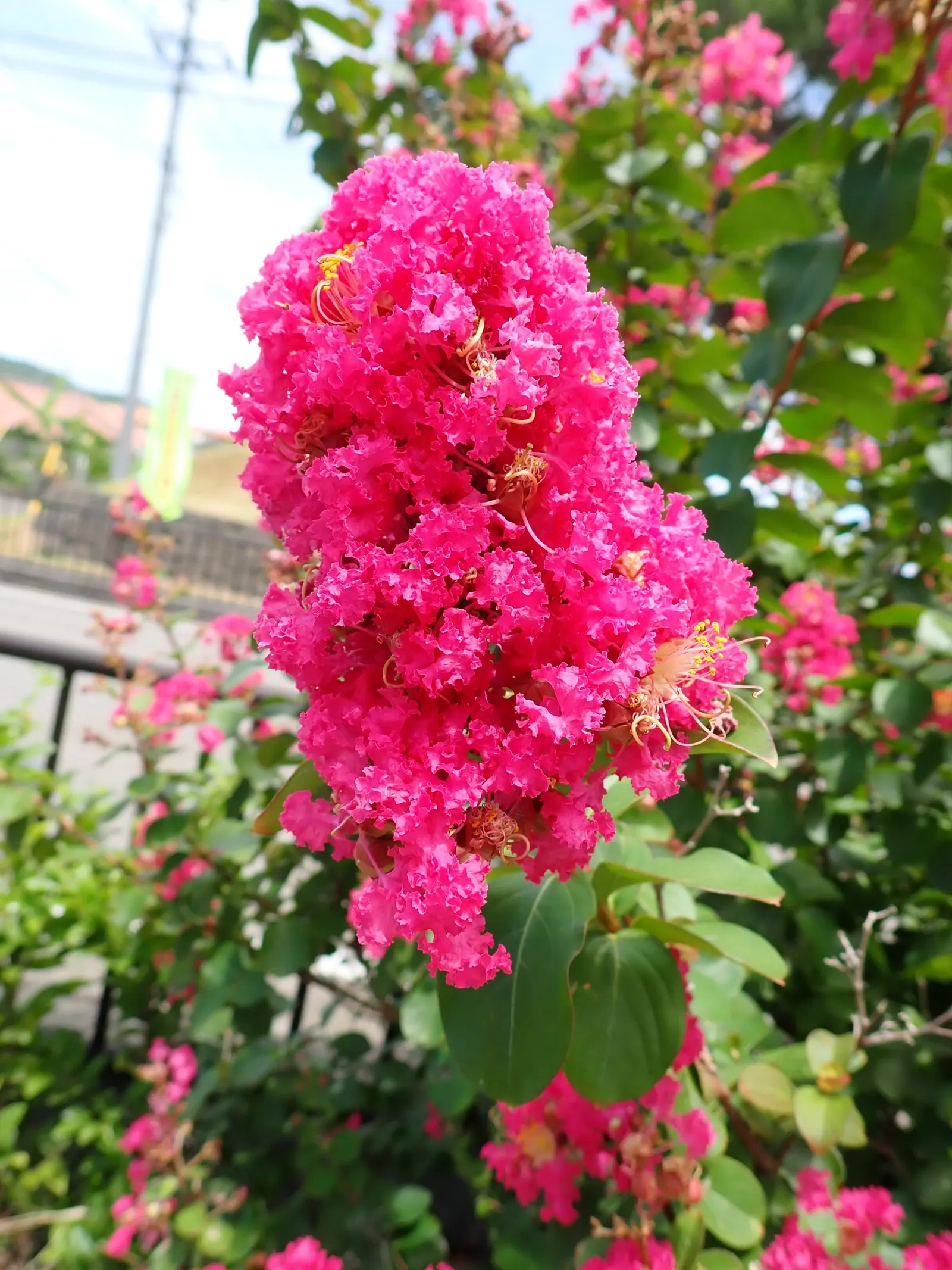 Crape Myrtle (Lagerstroemia Indica) — offering a long-lasting display of color.<br><br>Crape Myrtles can vary in size; drought tolerant once, image 72