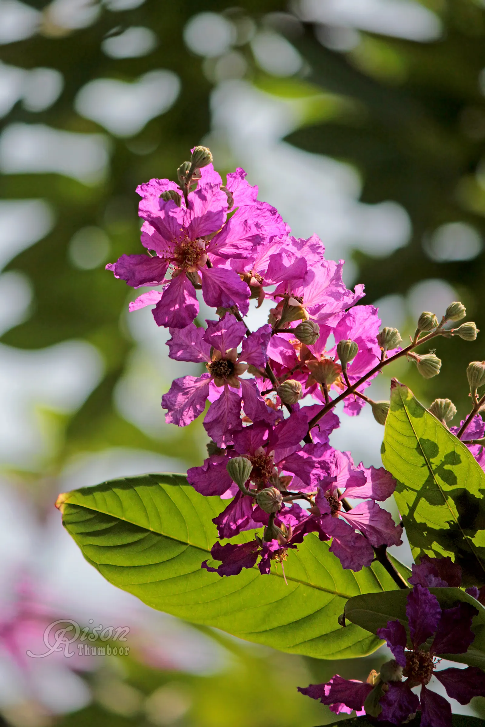 Crape Myrtle (Lagerstroemia Indica) — these plants prefer full sun; requiring at least 6 hours of direct sunlight per day, image 78