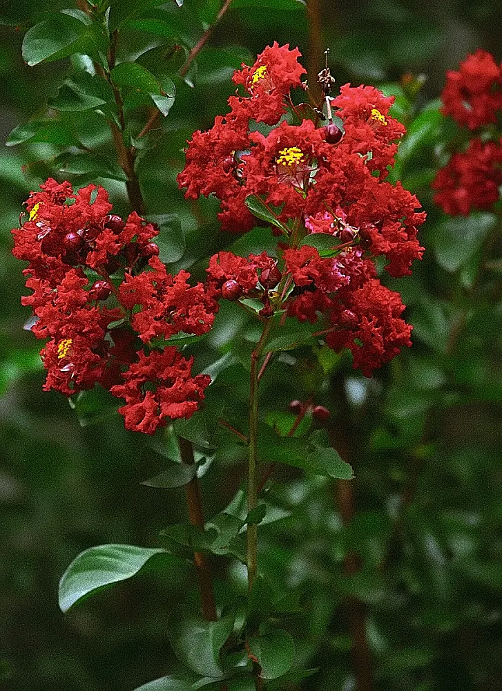 Crape Myrtle (Lagerstroemia Indica) — it features clusters of vibrant flowers; adding additional visual interest, image 61