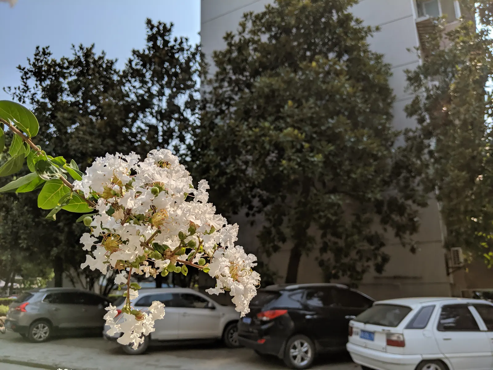 Crape Myrtle (Lagerstroemia Indica) — with mature specimens averaging between 15 to 25 feet in height and 6 to 15 feet in width