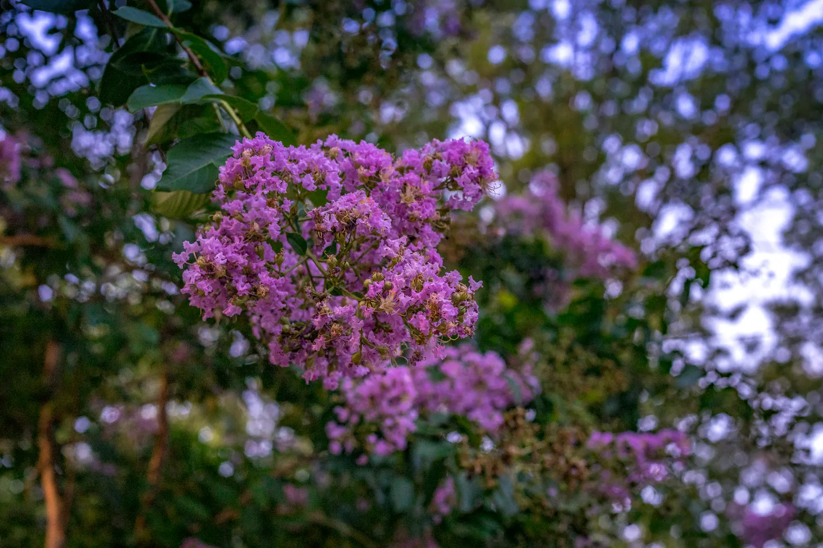 Crape Myrtle (Lagerstroemia Indica) — adding additional visual interest; prefers full sun and well-drained soil, image 134