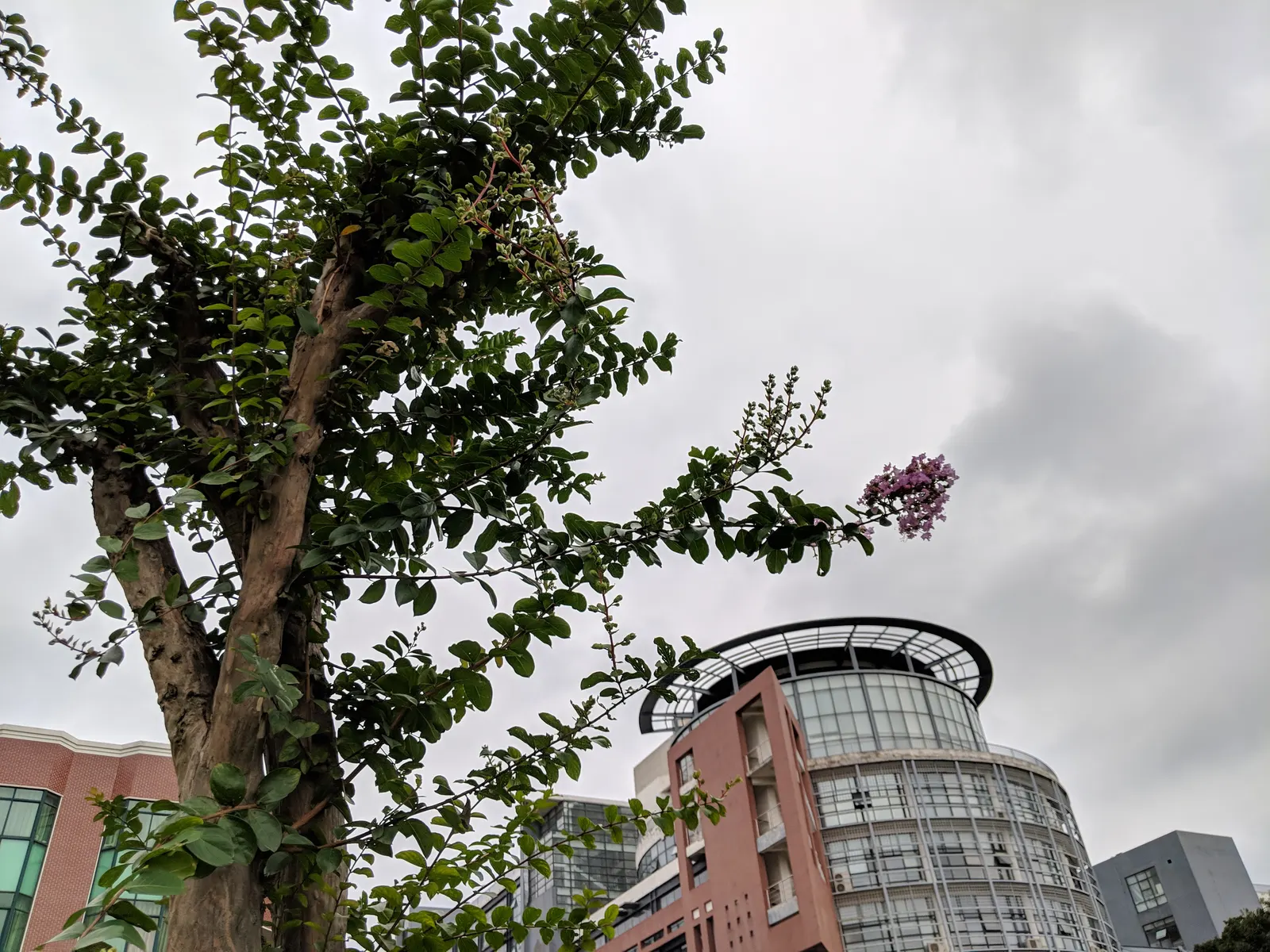 Crape Myrtle (Lagerstroemia Indica) — Crape Myrtles are relatively low maintenance and have minimal pest and disease concerns; pink and red flowers, image 141