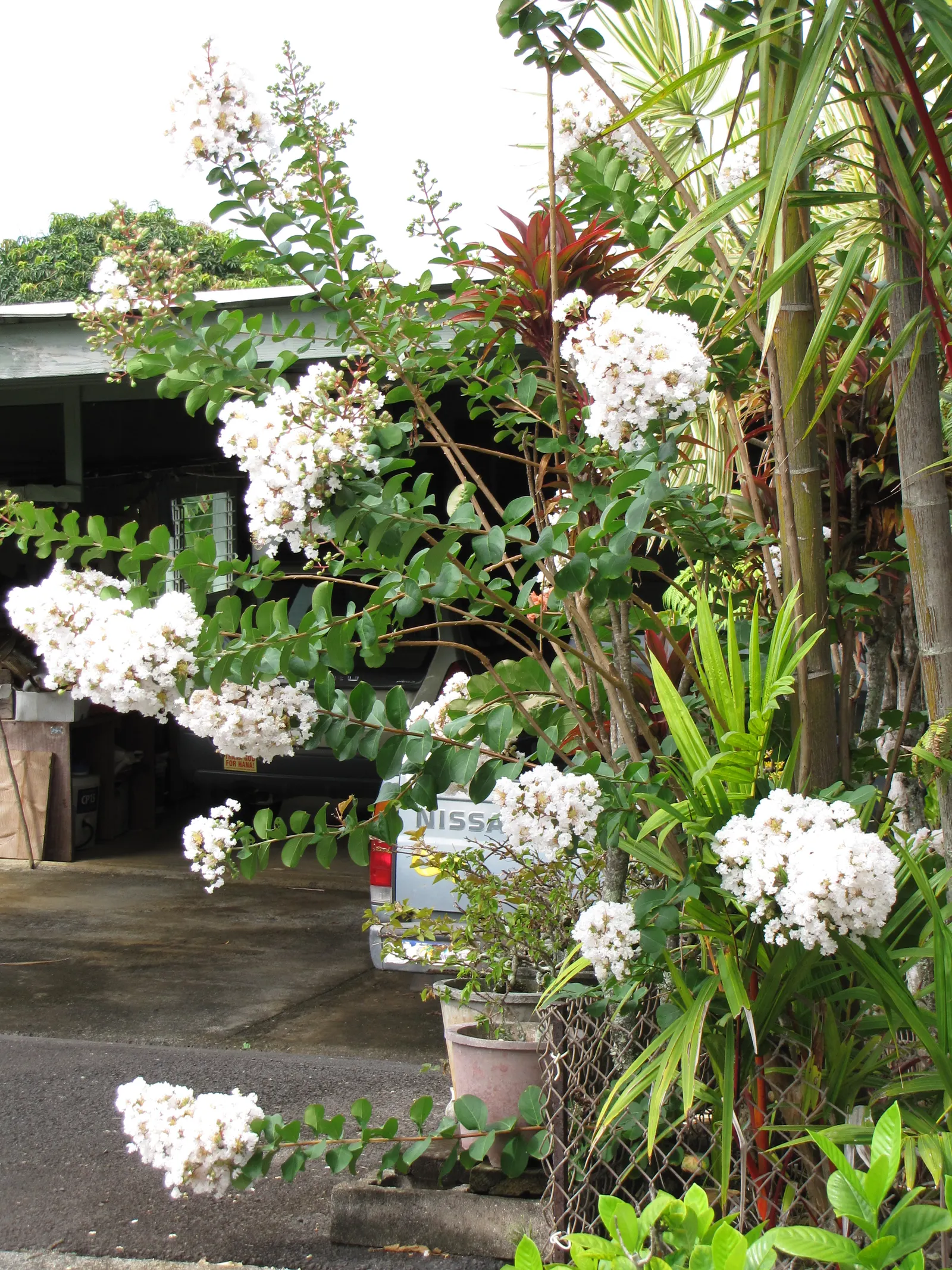 Crape Myrtle (Lagerstroemia Indica) — it features clusters of vibrant flowers; adding additional visual interest, image 119