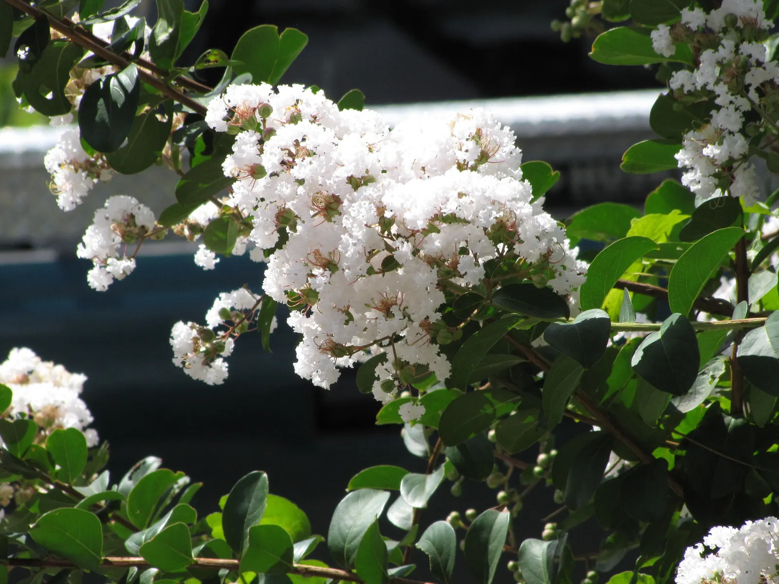 Crape Myrtle (Lagerstroemia Indica) — Exfoliating bark and attractive fall foliage add year-round interest; is a quintessential choice for adding, image 122