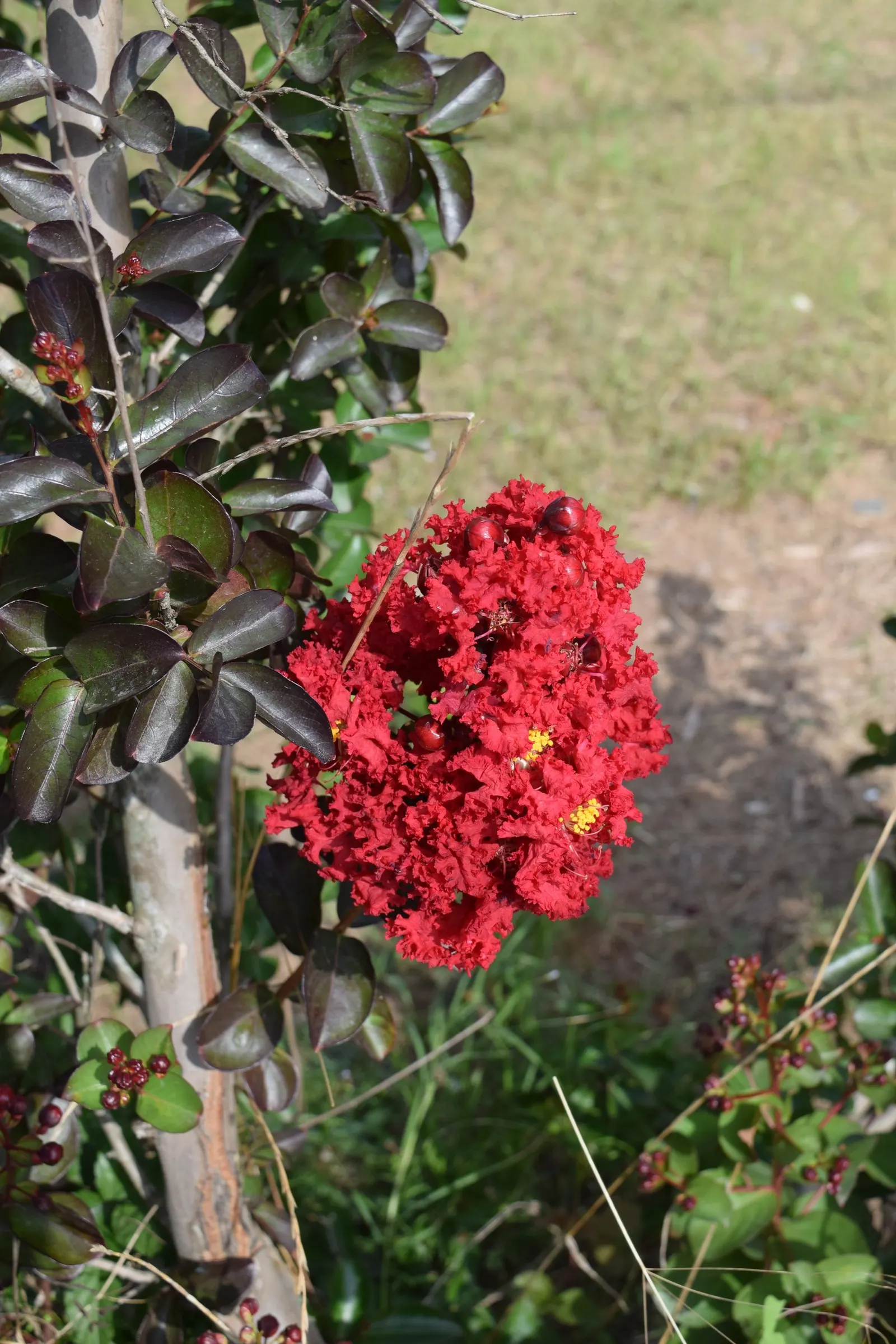 Crape Myrtle (Lagerstroemia Indica) — pink and red flowers in the garden; which can range in color from vivid pinks and purples to whites and reds, image 85