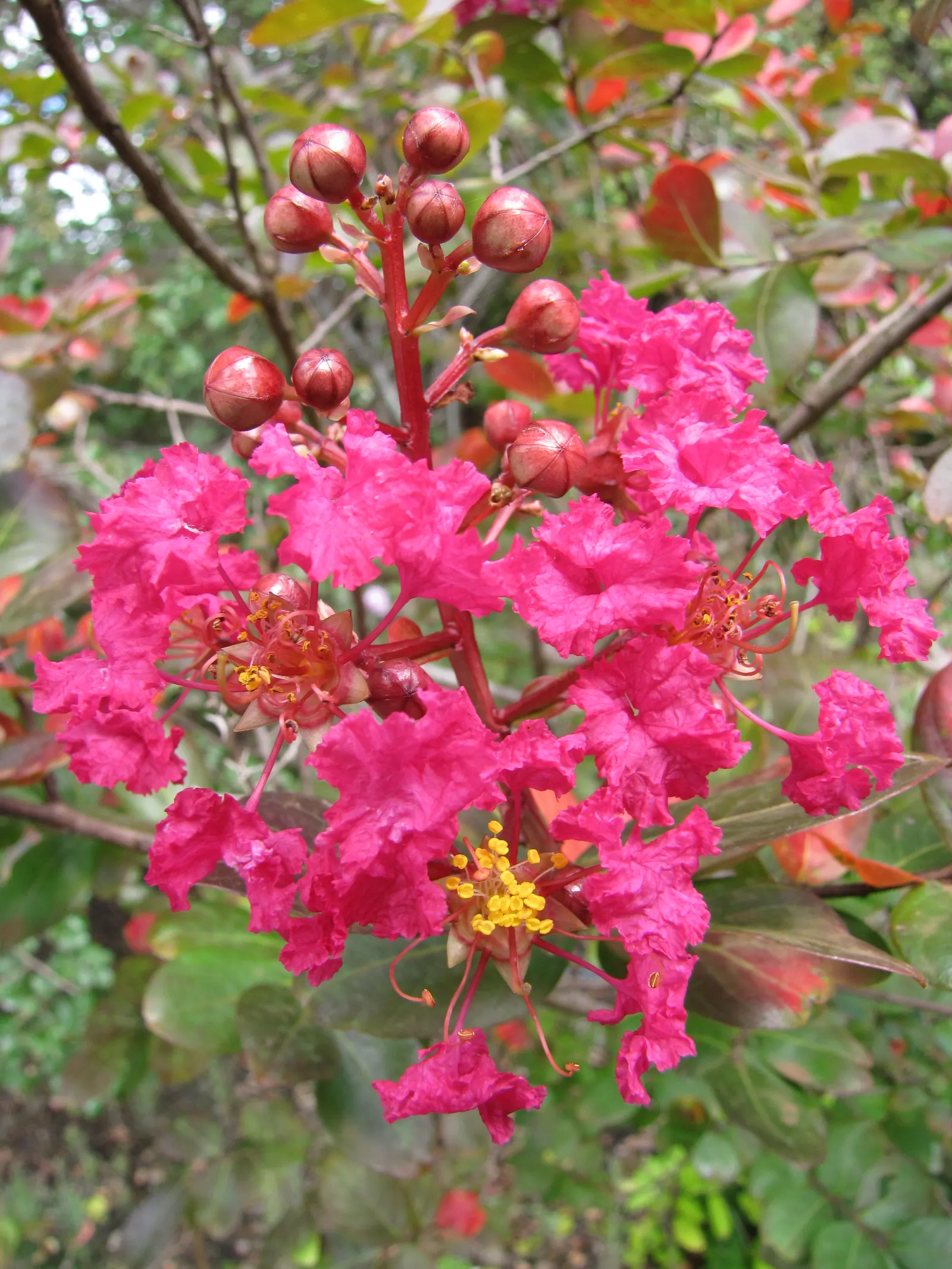 Crape Myrtle (Lagerstroemia Indica) — Prefers full sun and well-drained soil; their exfoliating bark peels back to reveal a smooth and mottled, image 152