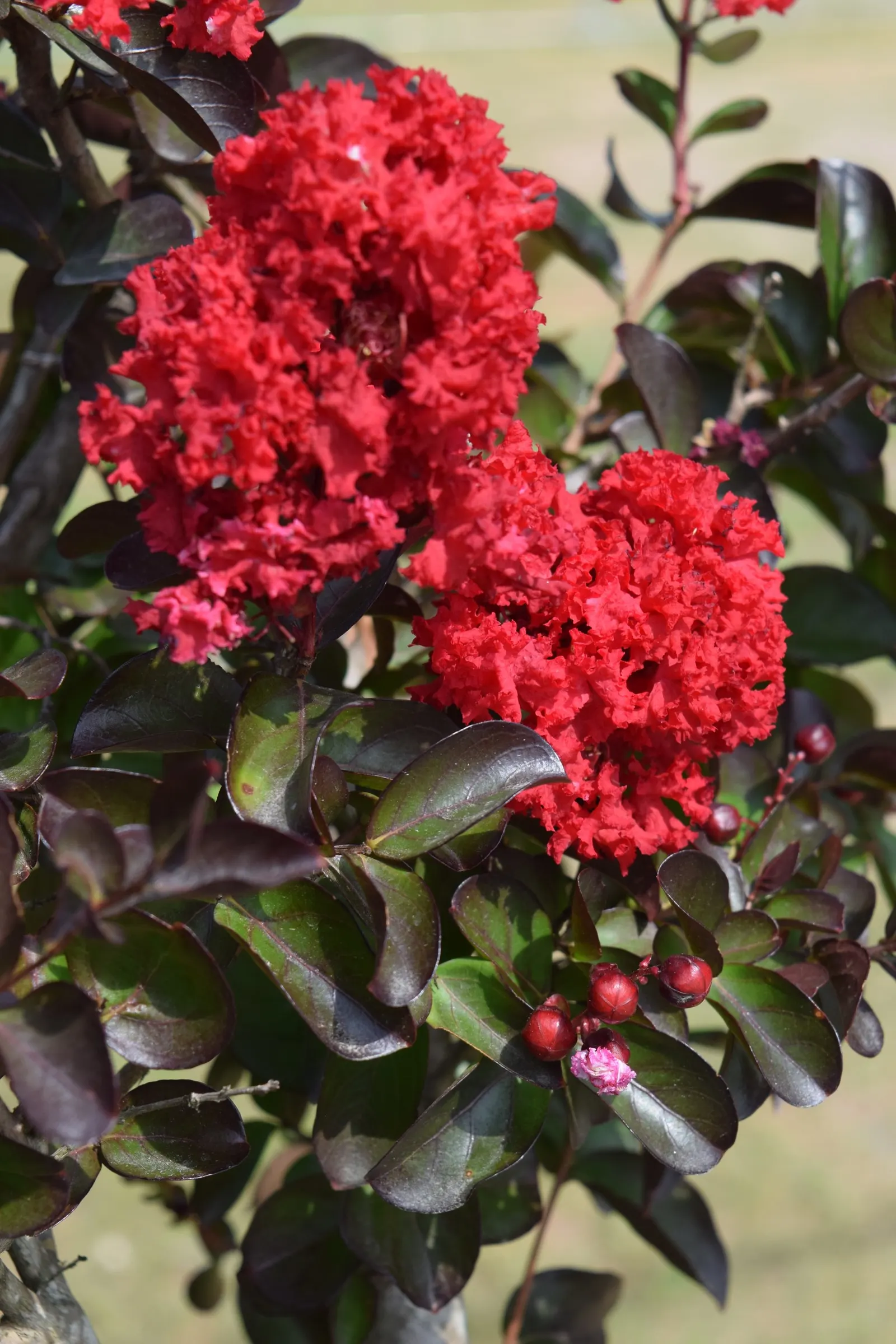 Crape Myrtle (Lagerstroemia Indica) — making them an excellent low-fuss addition to any client's garden; mature specimens reach 15-25 feet in, image 84