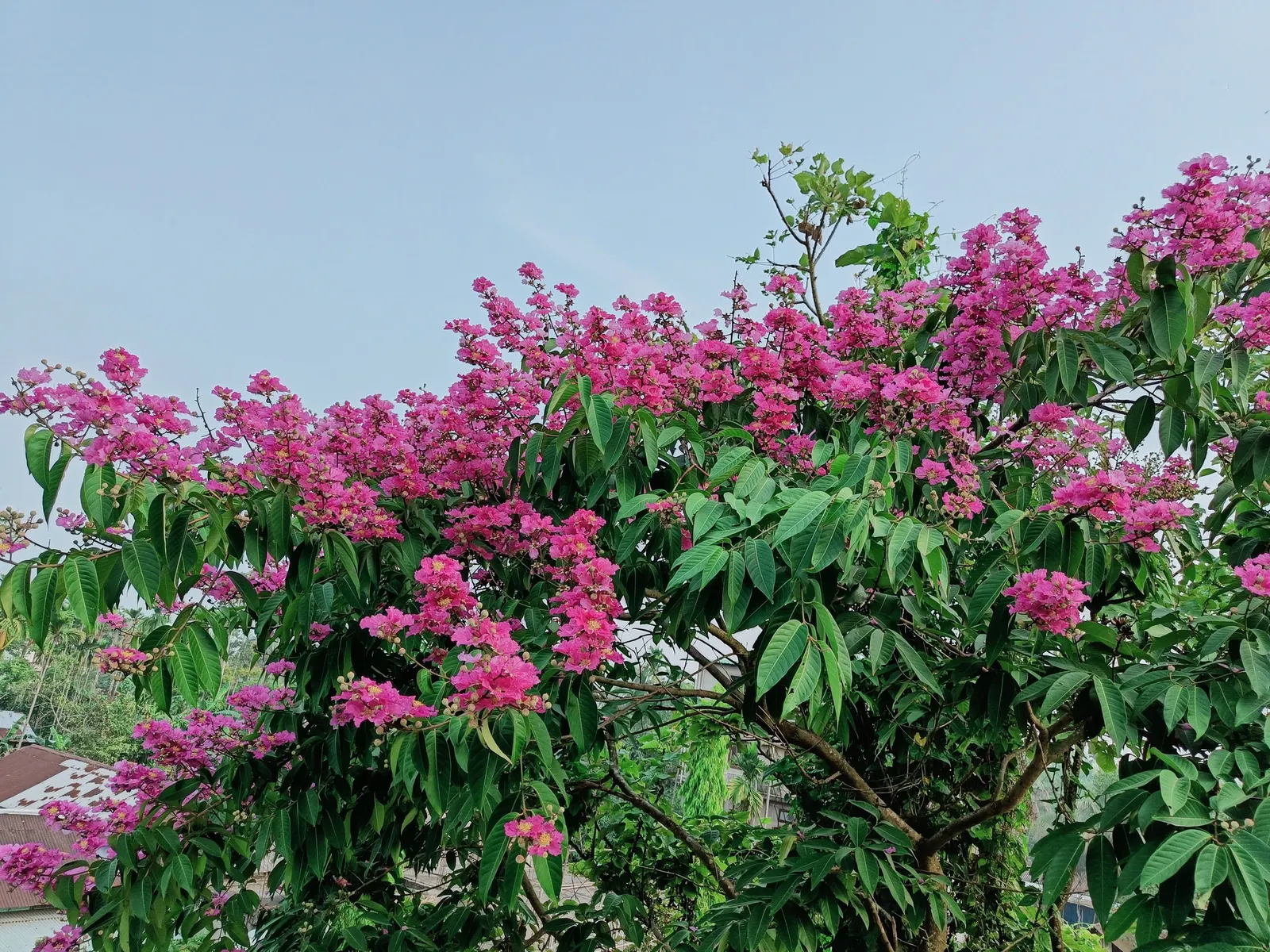 Crape Myrtle (Lagerstroemia Indica) — It's advisable to remove spent flowers and prune in late winter for the best results; these plants prefer, image 82