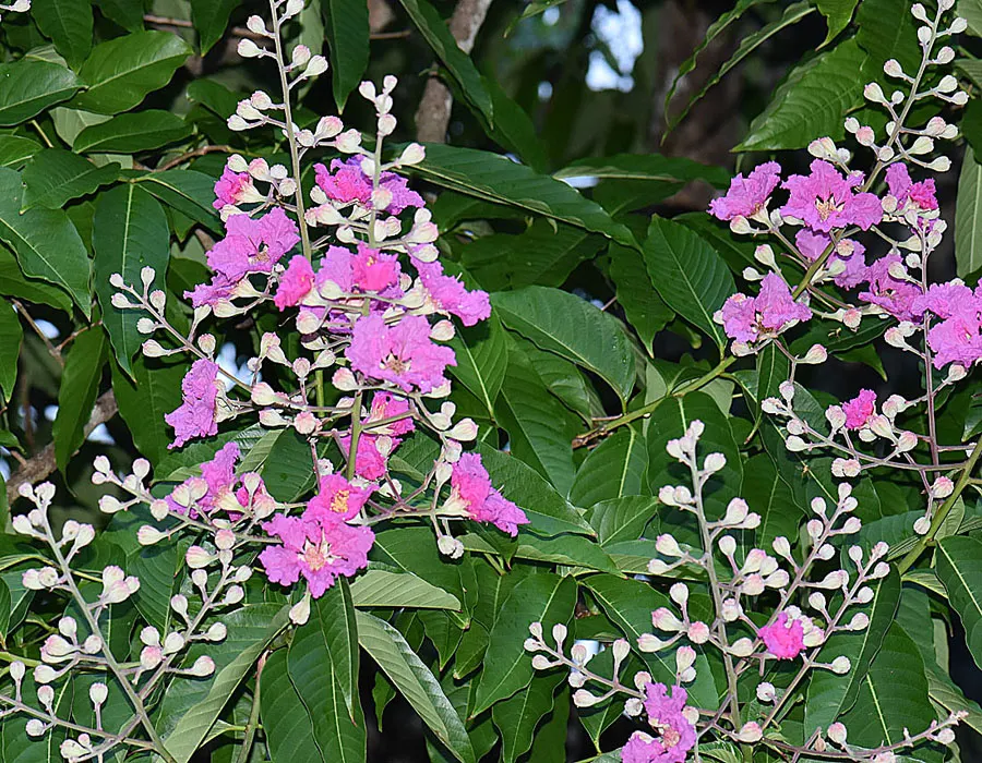 Crape Myrtle (Lagerstroemia Indica) — requiring at least 6 hours of direct sunlight per day; shrub / tree with pink and red blooms, image 79