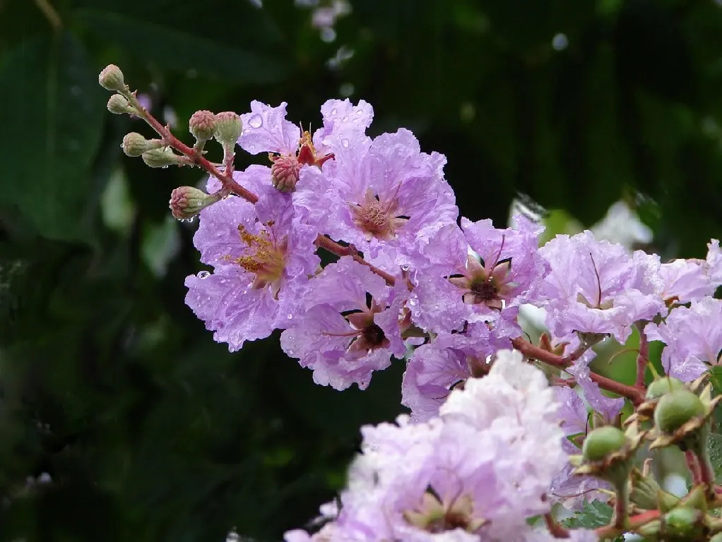 Crape Myrtle (Lagerstroemia Indica) — Crape Myrtles are relatively low maintenance and have minimal pest and disease concerns; pink and red flowers, image 83