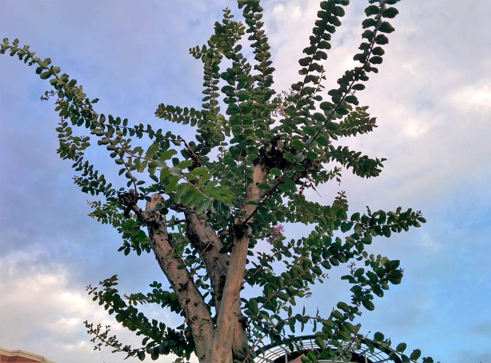 Crape Myrtle (Lagerstroemia Indica) — Grown for its extended summer bloom; this deciduous shrub or small tree is renowned for its extensive, image 60