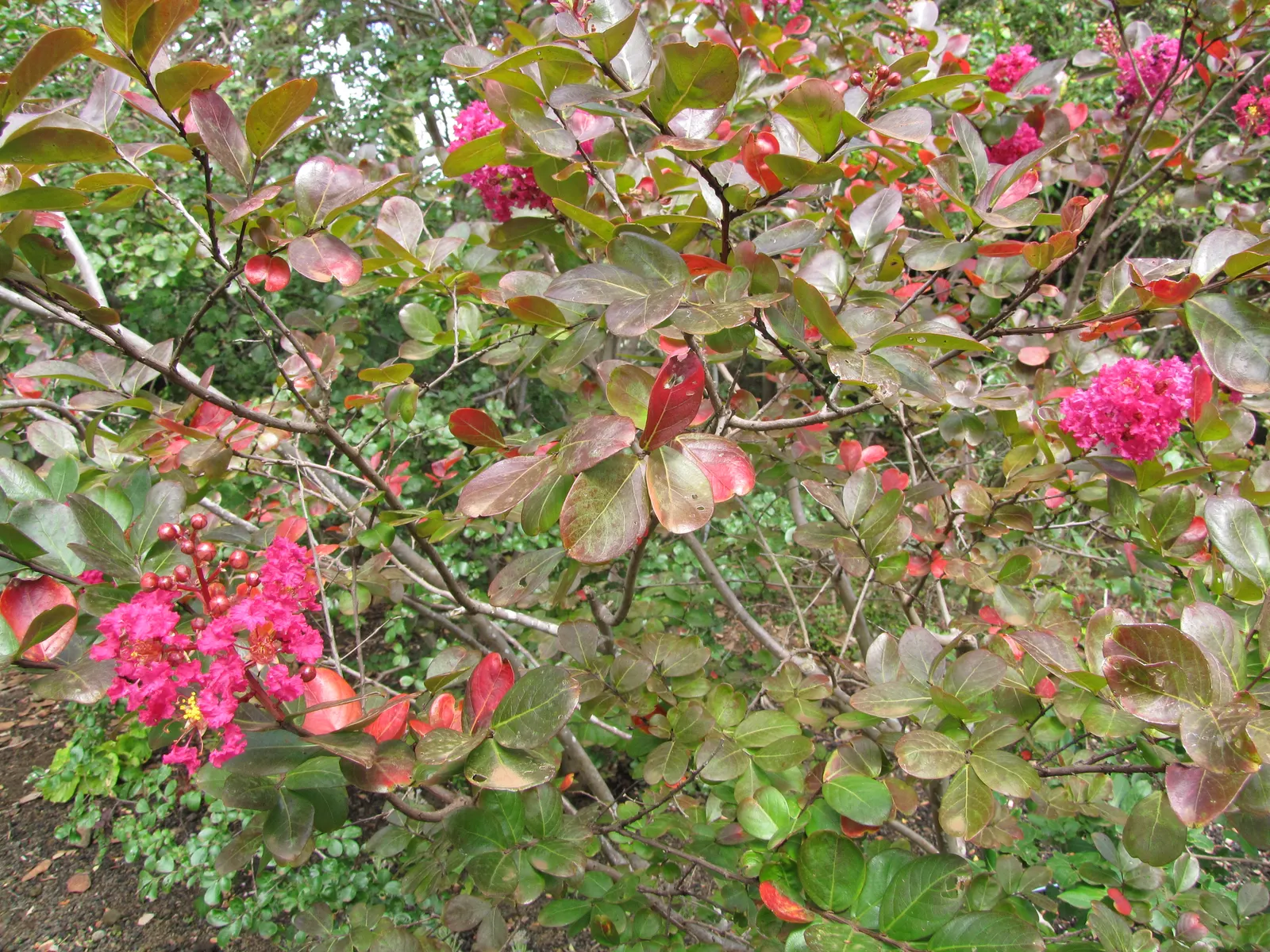 Crape Myrtle (Lagerstroemia Indica) — which can range in color from vivid pinks and purples to whites and reds; hardiness is another virtue of the, image 157