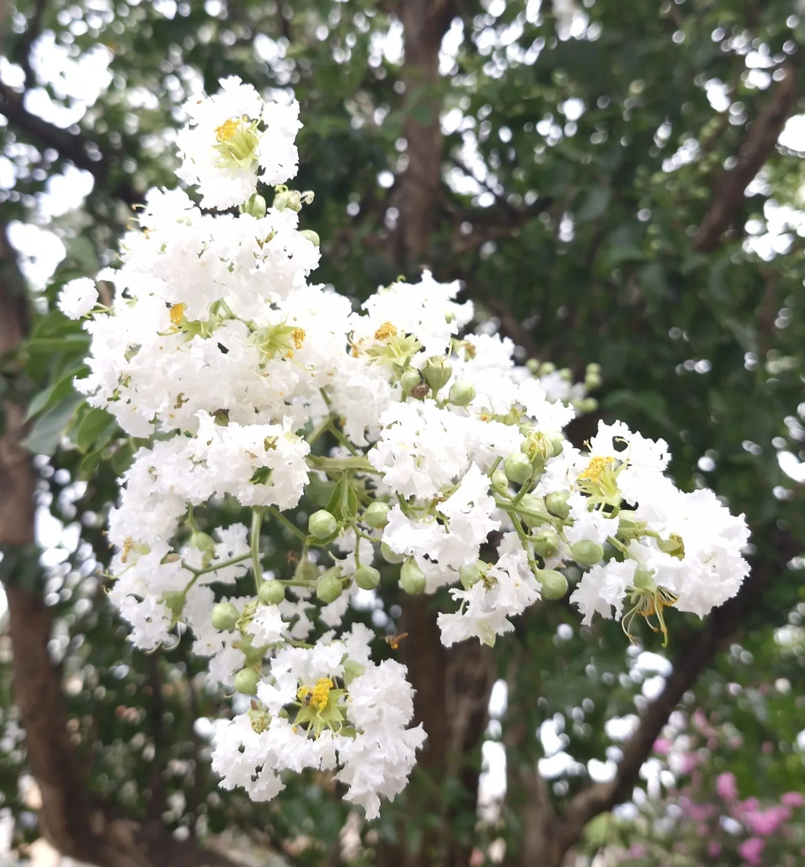 Crape Myrtle (Lagerstroemia Indica) — Hardiness is another virtue of the Crape Myrtle; the blossoms typically emerge from late spring until autumn, image 139