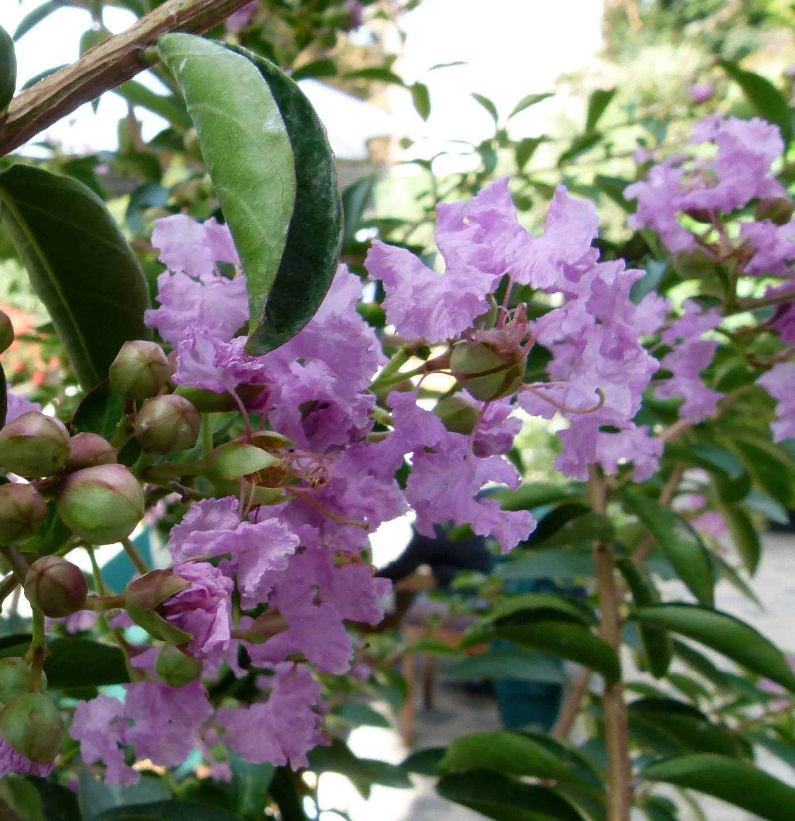 Crape Myrtle (Lagerstroemia Indica) — The blossoms typically emerge from late spring until autumn; the Crape Myrtle (Lagerstroemia indica) is a, image 158