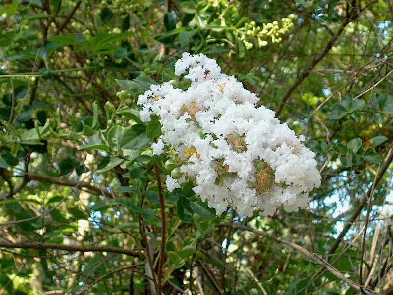 Crape Myrtle (Lagerstroemia Indica) — which can range in color from vivid pinks and purples to whites and reds; hardiness is another virtue of the, image 128
