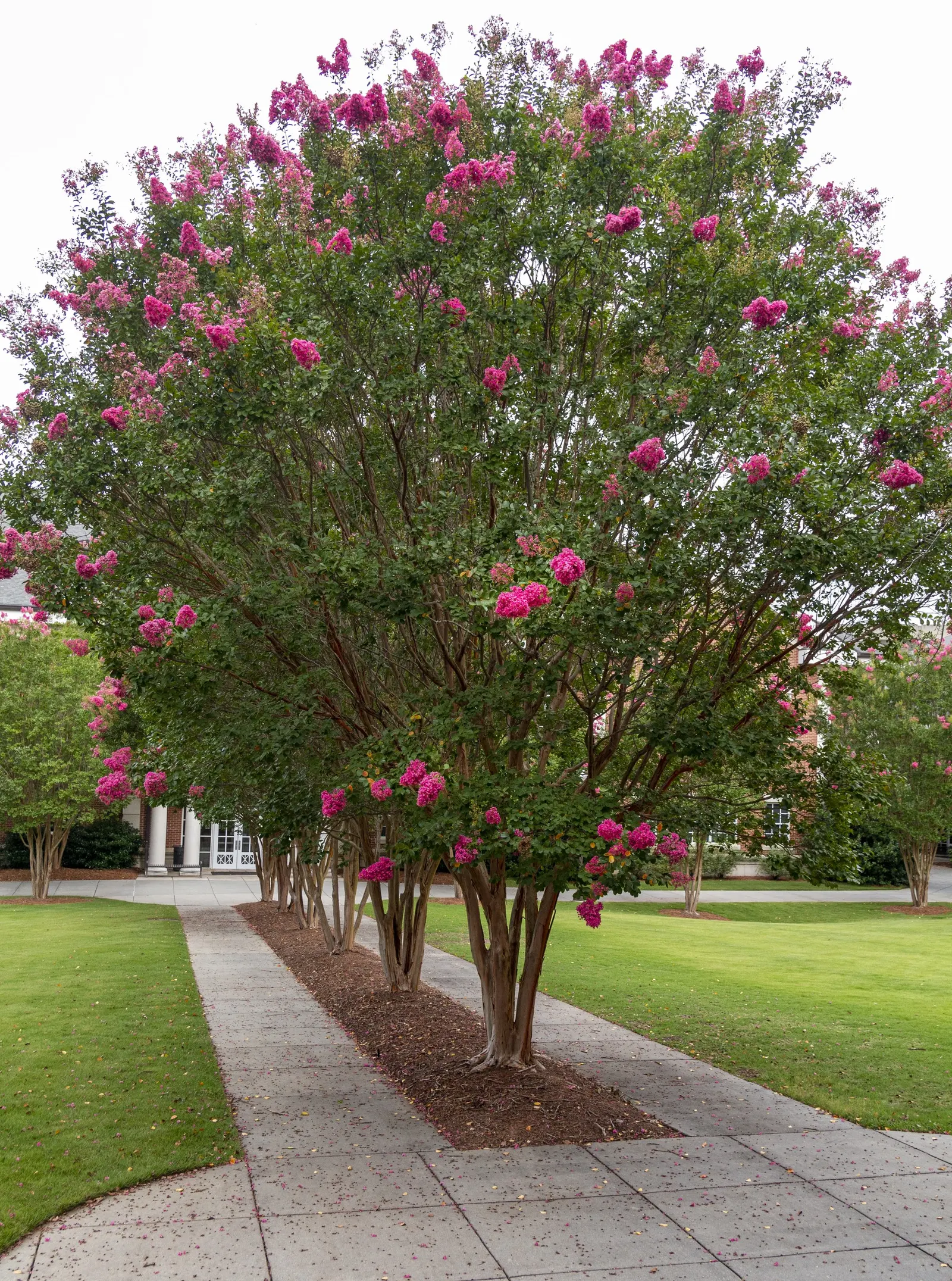 Crape Myrtle (Lagerstroemia Indica) — is a quintessential choice for adding vibrant color and architectural interest to landscape designs, image 68