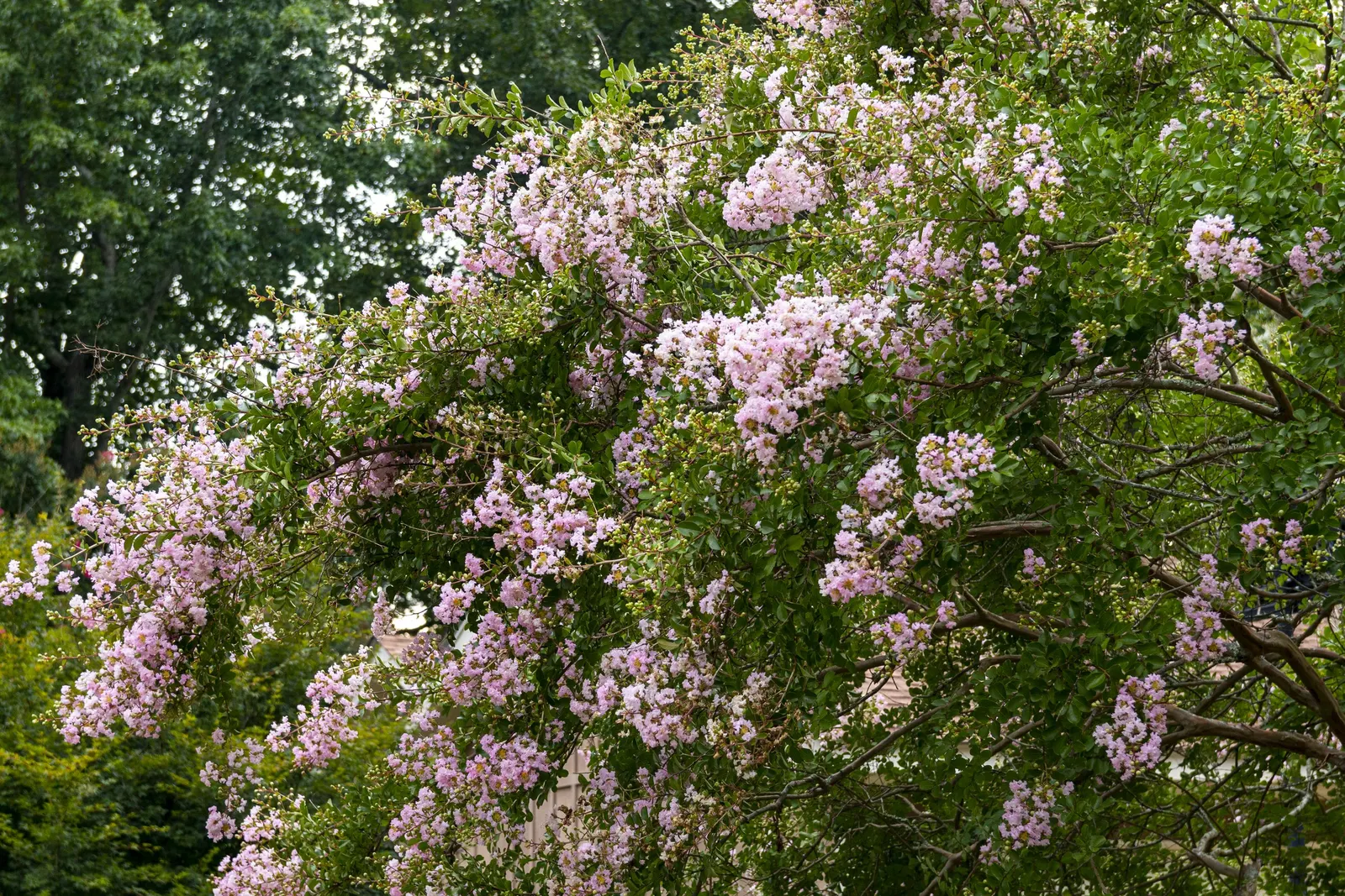 Crape Myrtle (Lagerstroemia Indica) — shrub / tree for full; making them an excellent low-fuss addition to any client's garden, image 145