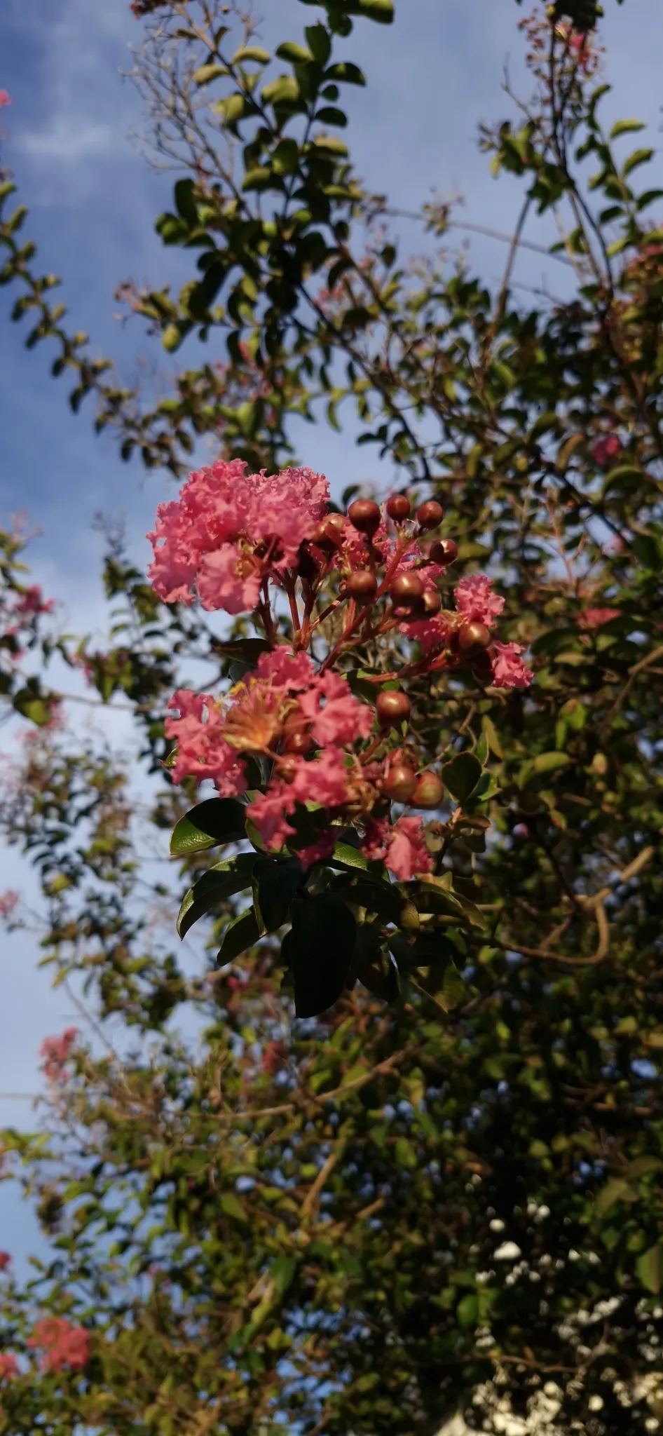Crape Myrtle (Lagerstroemia Indica) — which can range in color from vivid pinks and purples to whites and reds; hardiness is another virtue of the, image 70