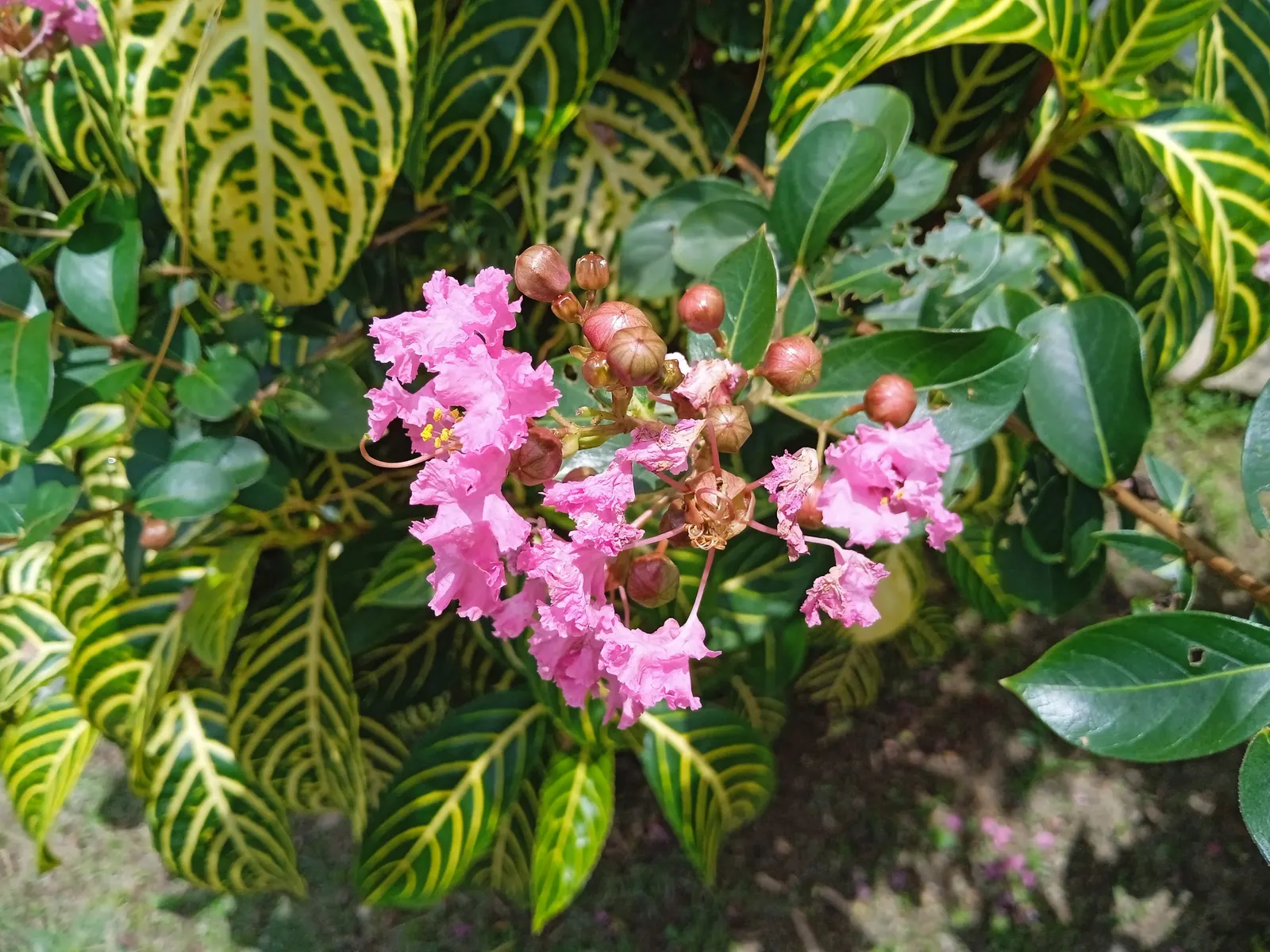 Crape Myrtle (Lagerstroemia Indica) — Prefers full sun and well-drained soil