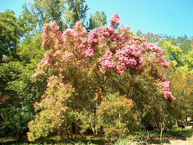 Crape Myrtle (Lagerstroemia Indica) — scientifically known as Lagerstroemia indica; grown for its extended summer bloom, image 67