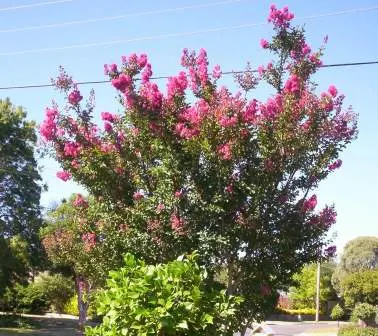Crape Myrtle (Lagerstroemia Indica) — The Crape Myrtle (Lagerstroemia indica) is a versatile, flowering shrub/small tree, thriving in USDA zones 7-9