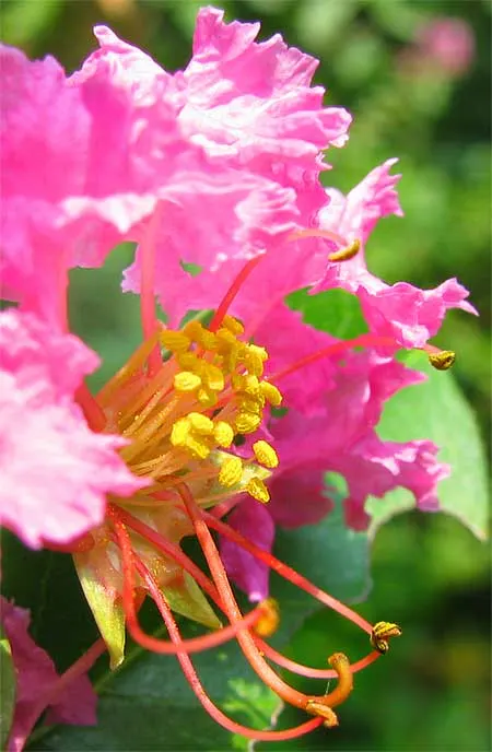 Crape Myrtle (Lagerstroemia Indica) — requiring at least 6 hours of direct sunlight per day; shrub / tree with pink and red blooms, image 166
