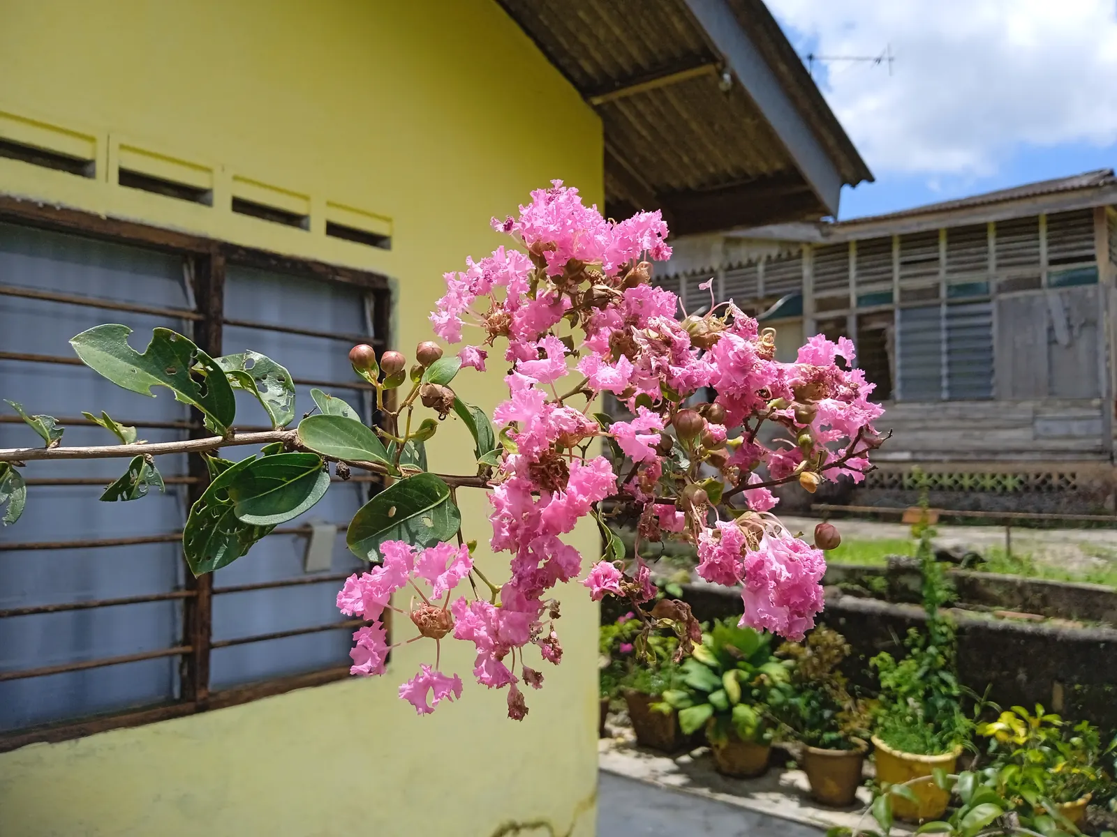 Crape Myrtle (Lagerstroemia Indica) — making them an excellent low-fuss addition to any client's garden