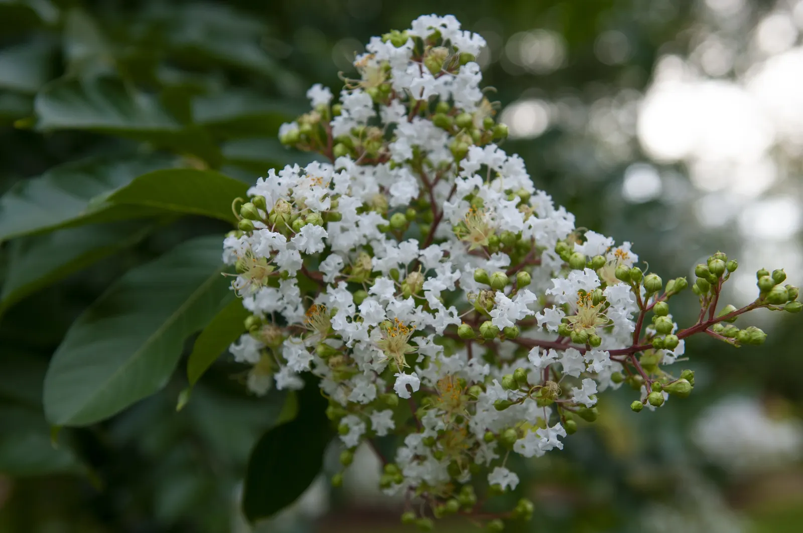 Crape Myrtle (Lagerstroemia Indica) — particularly in the winter months.<br><br>For optimal growth; offering a long-lasting display of, image 135
