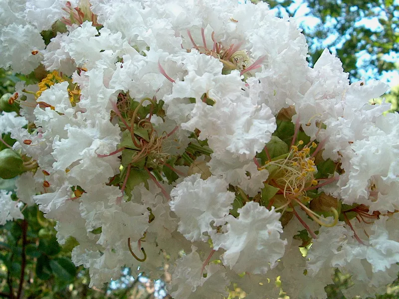 Crape Myrtle (Lagerstroemia Indica) — particularly in the winter months.<br><br>For optimal growth