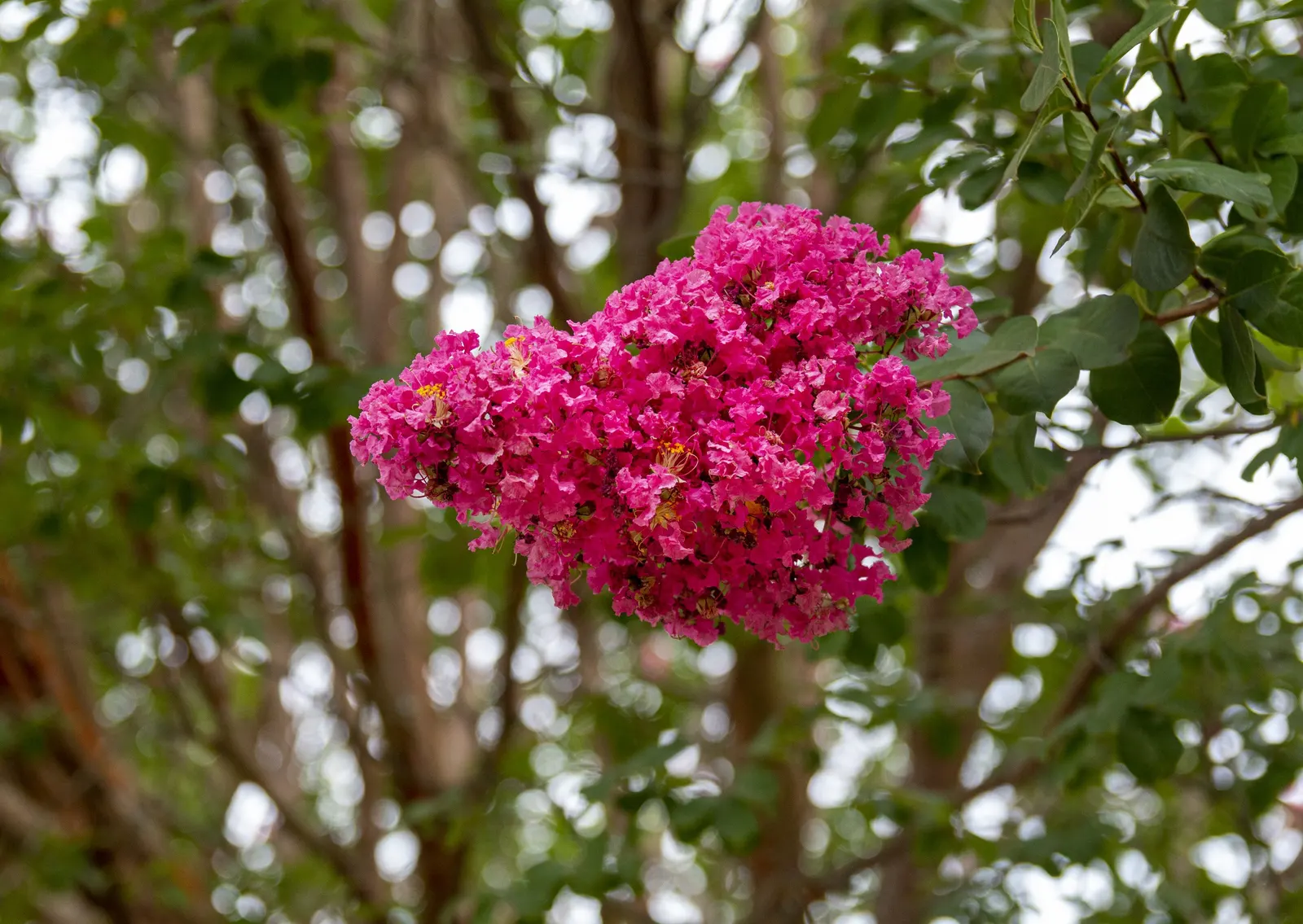 Crape Myrtle (Lagerstroemia Indica) — Prefers full sun and well-drained soil; their exfoliating bark peels back to reveal a smooth and mottled, image 65