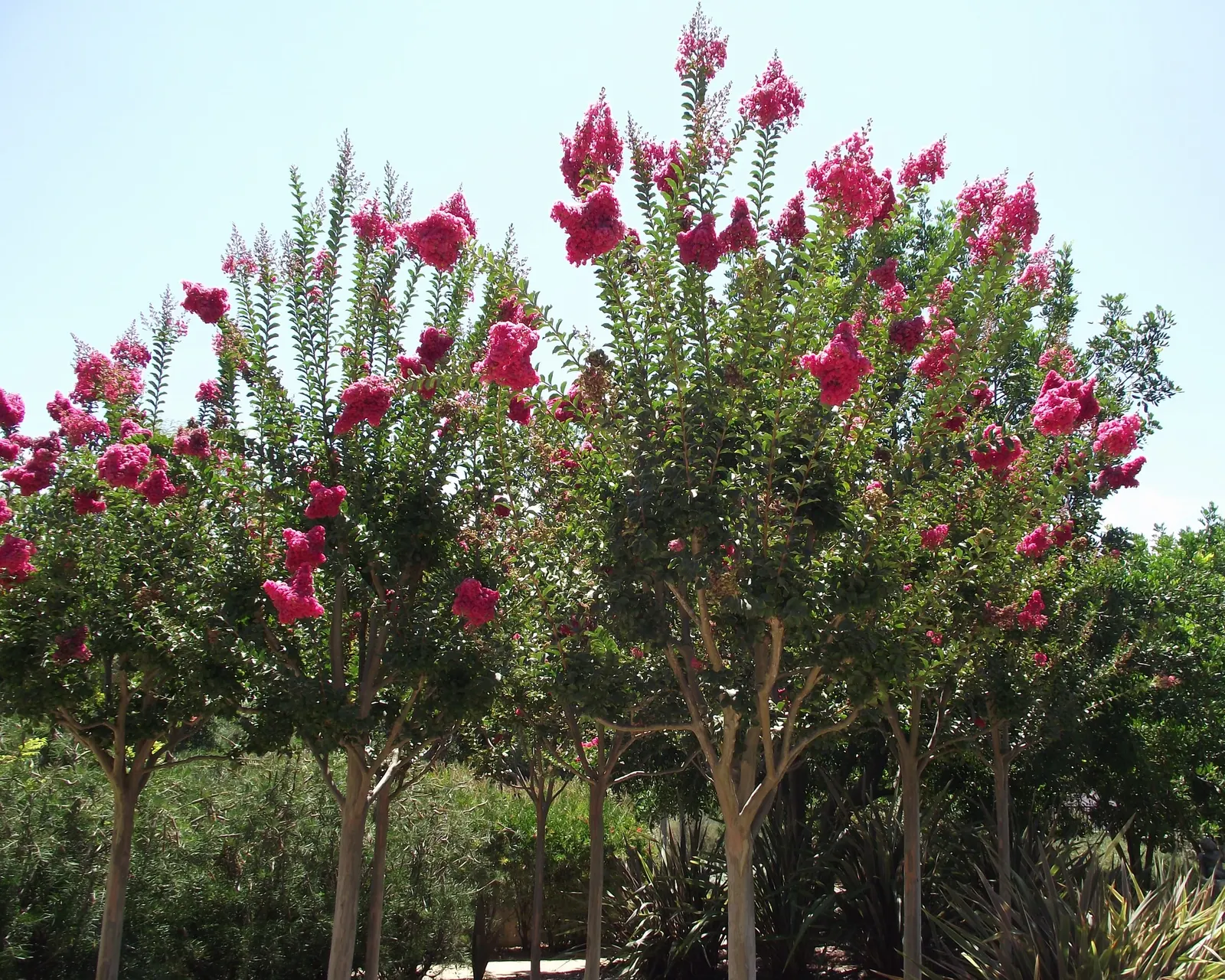 Crape Myrtle (Lagerstroemia Indica) — Exfoliating bark and attractive fall foliage add year-round interest; is a quintessential choice for adding, image 151